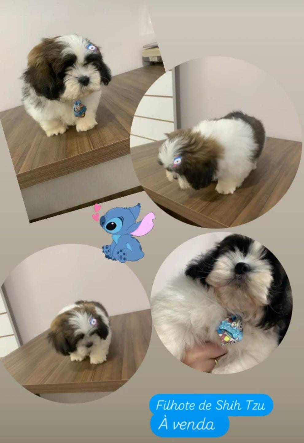 filhotes de Shih Tzu Pato Branco