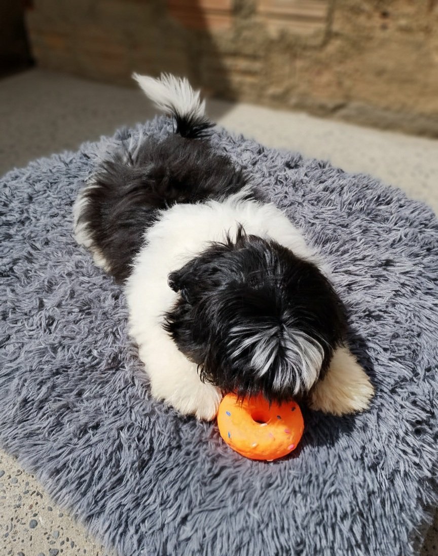 Vendo Filhote Shih Tzu 