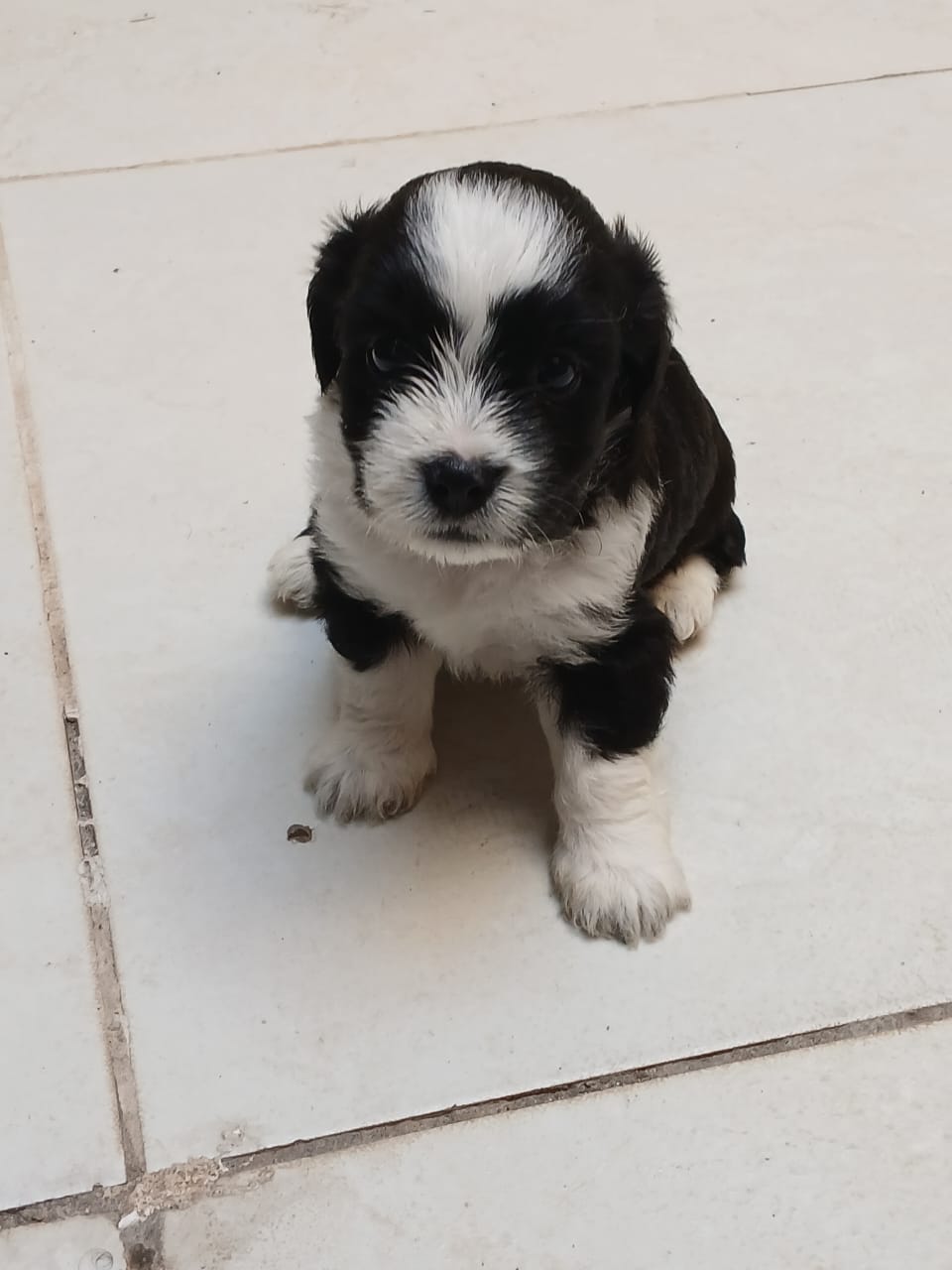 Portal Vendocão Cachorro Shih poo  Camaçari