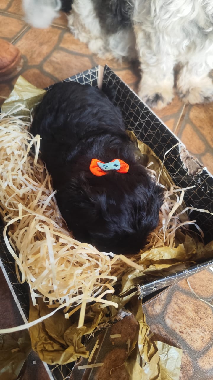 Portal Vendocão Shitzu Ourinhos 