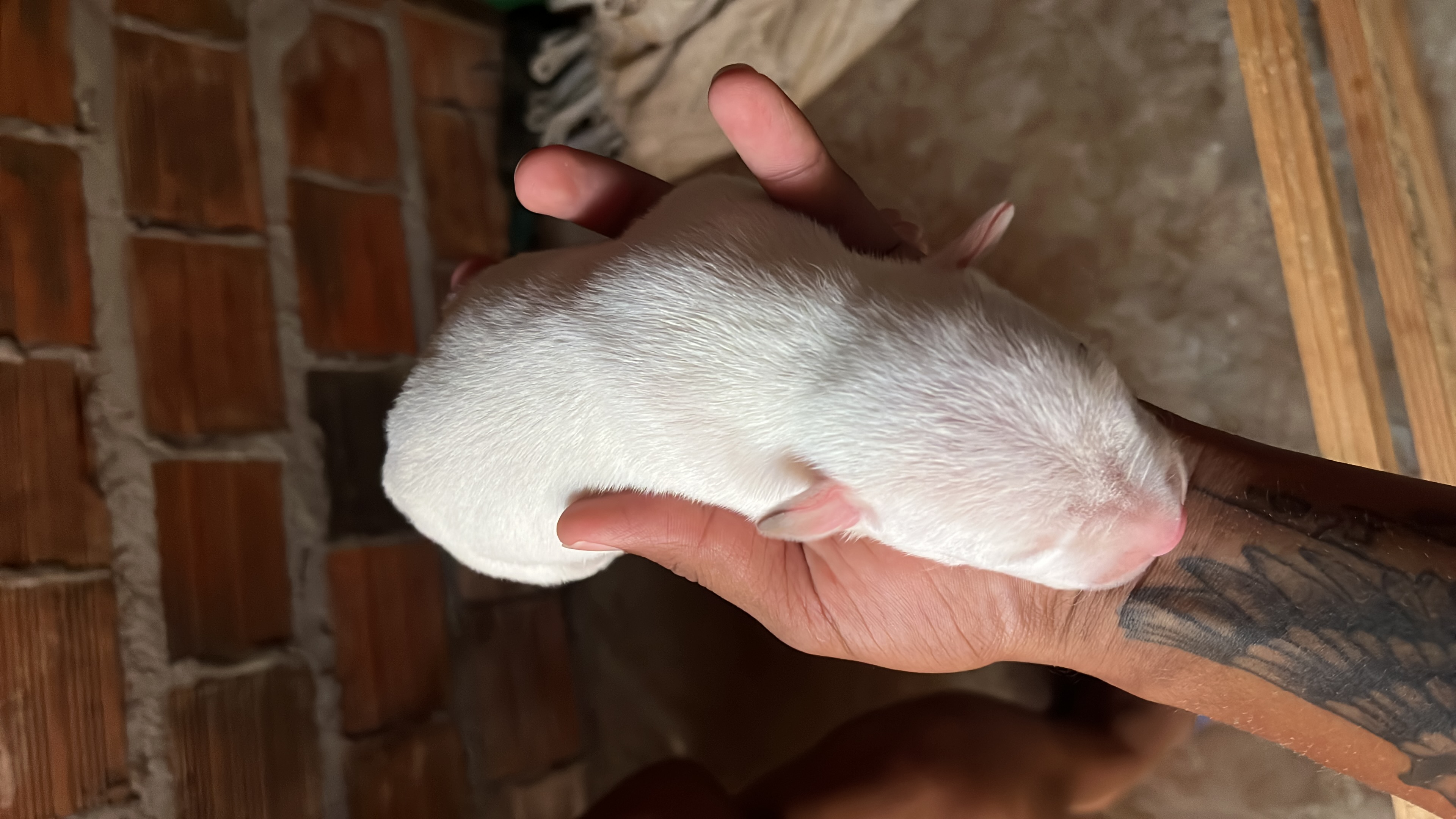 Portal Vendocão Venda de filhote de Pitbull São Sebastião 
