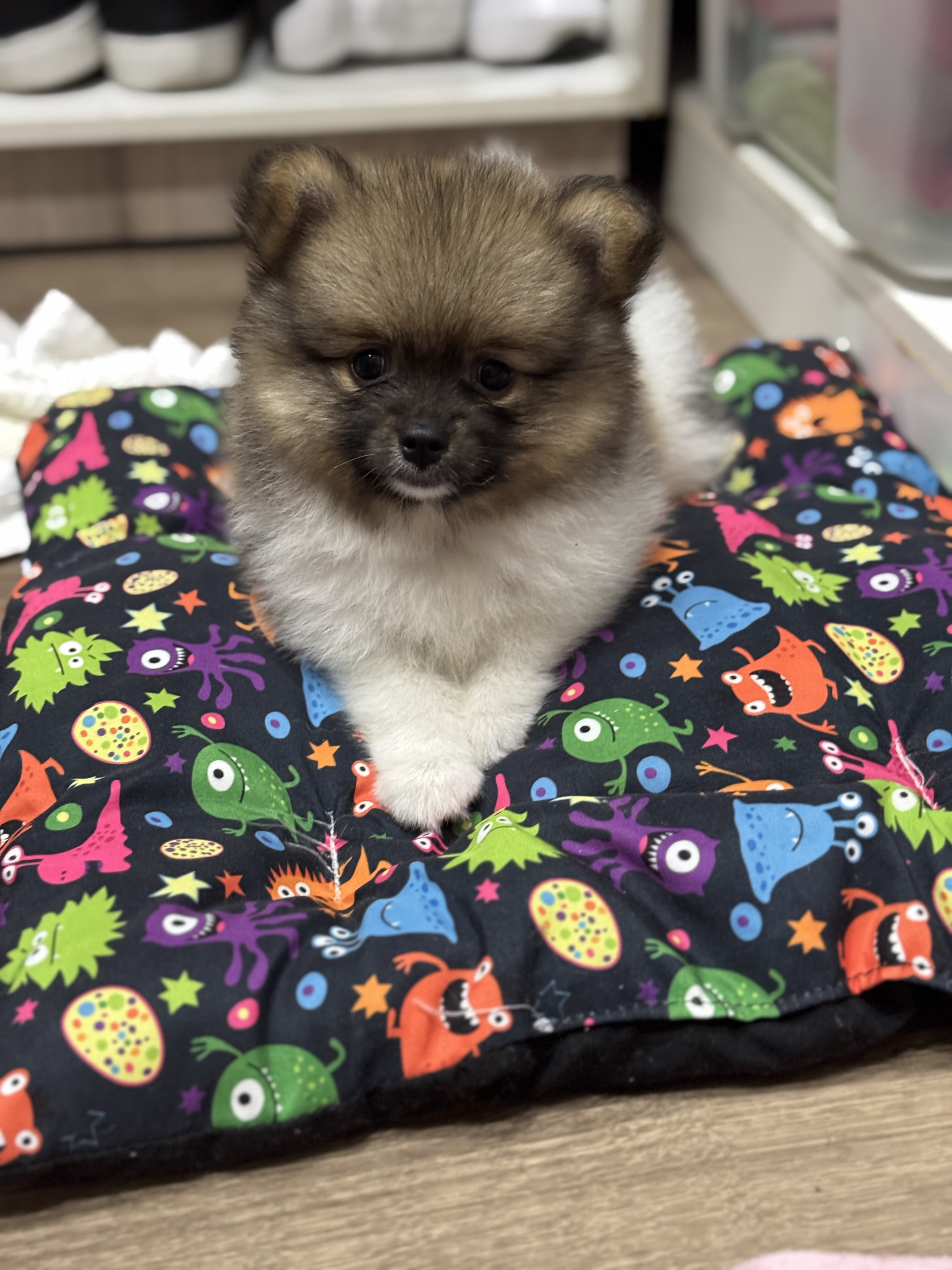 Portal Vendocão Vendo, motivo mudança  Joinville 