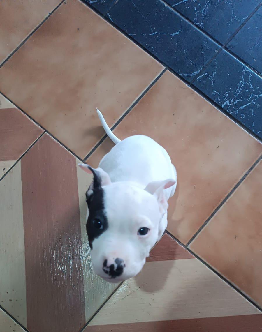 Filhote de pitbull 