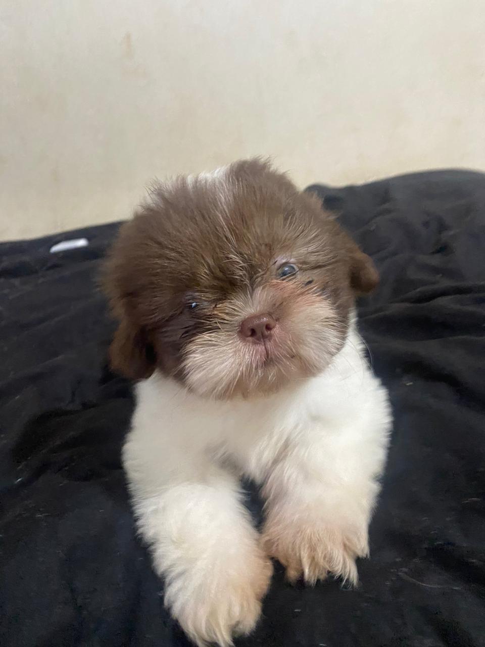 Portal Vendocão Vendo filhotes Shitzu  Araçatuba 