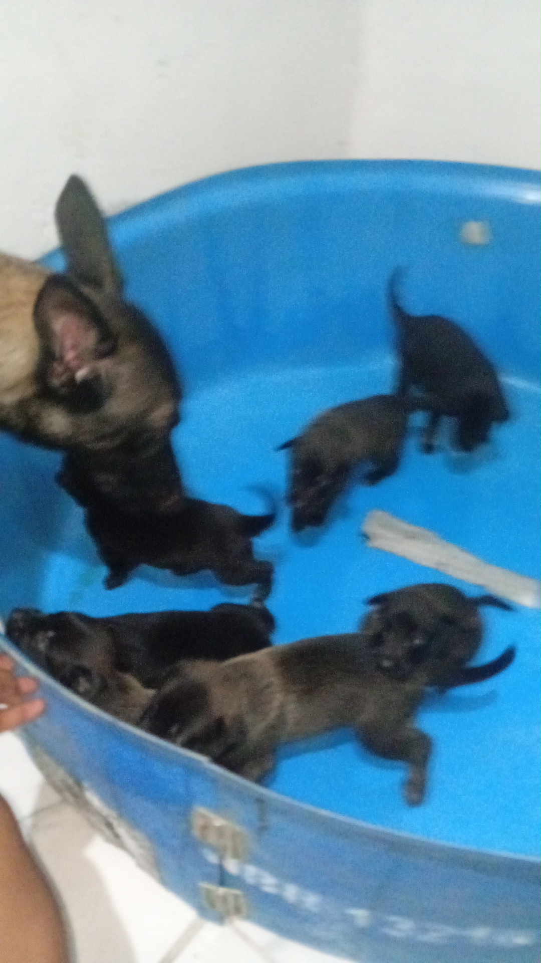 PASTOR BELGA malinois - Foto 2