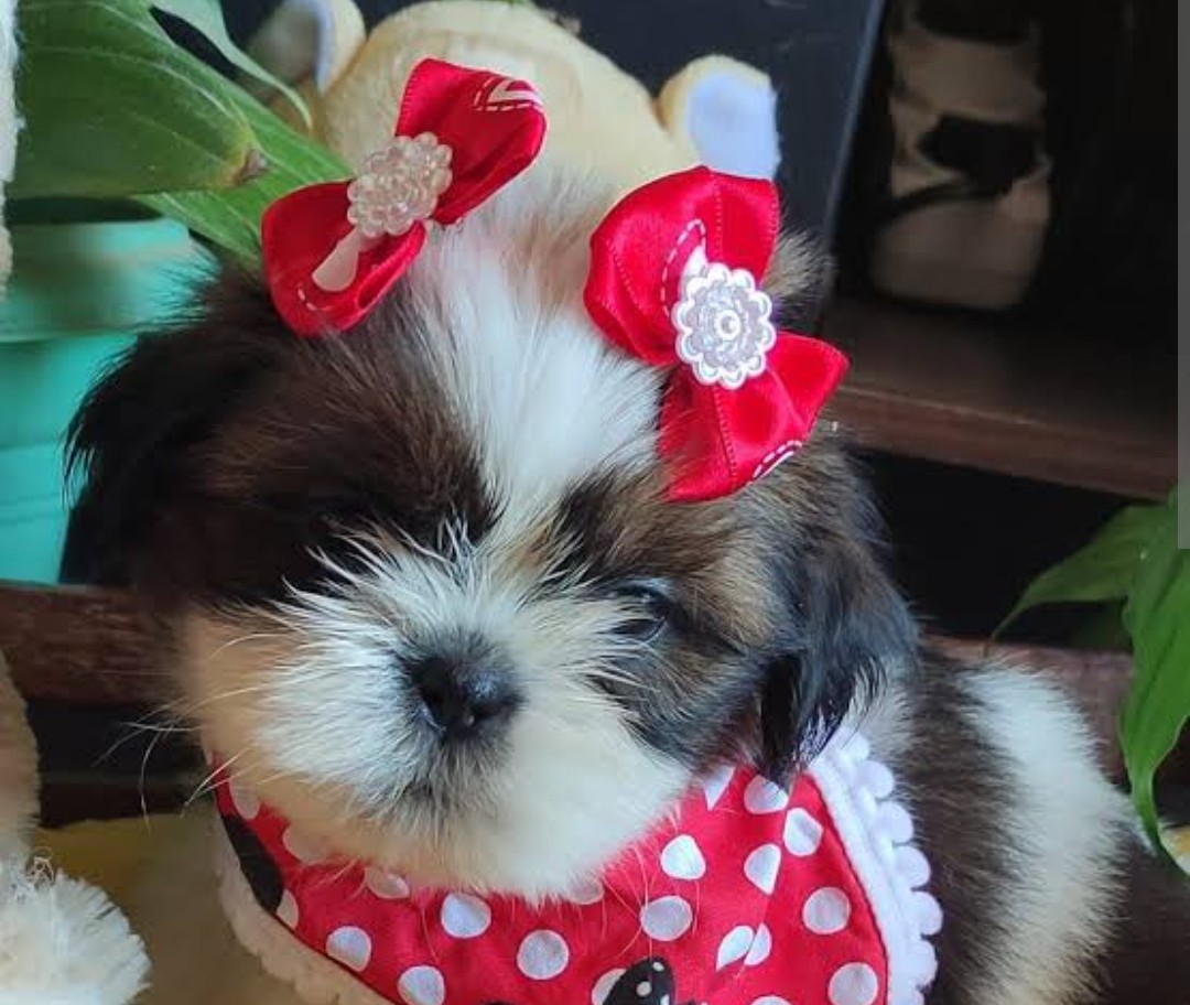 Portal Vendocão Vendo Shih tzu filhote  Maringá