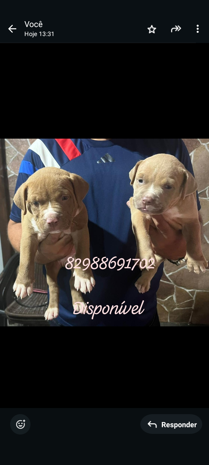 Portal Vendocão Vendo filhotes pitmoster Maceió 