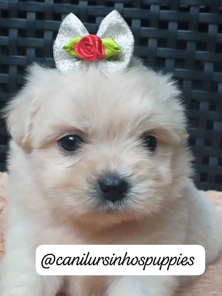 Portal Vendocão lhasa apso perfeitos bebes pronta entrega #canilursinhospuppies  itaquacetuba 