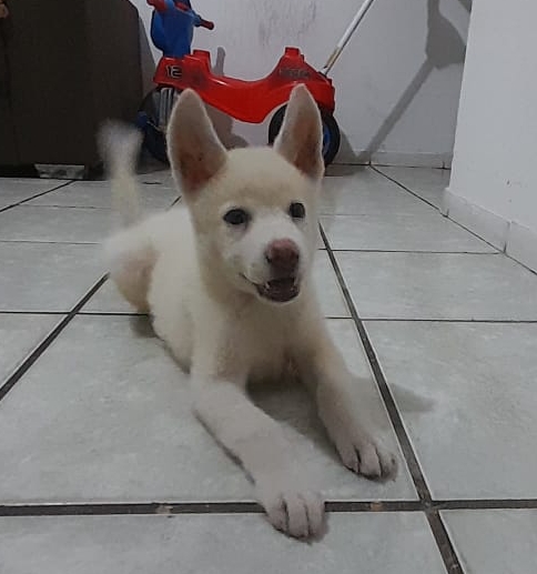 Portal Vendocão Husky Siberiano Branco  São Luís