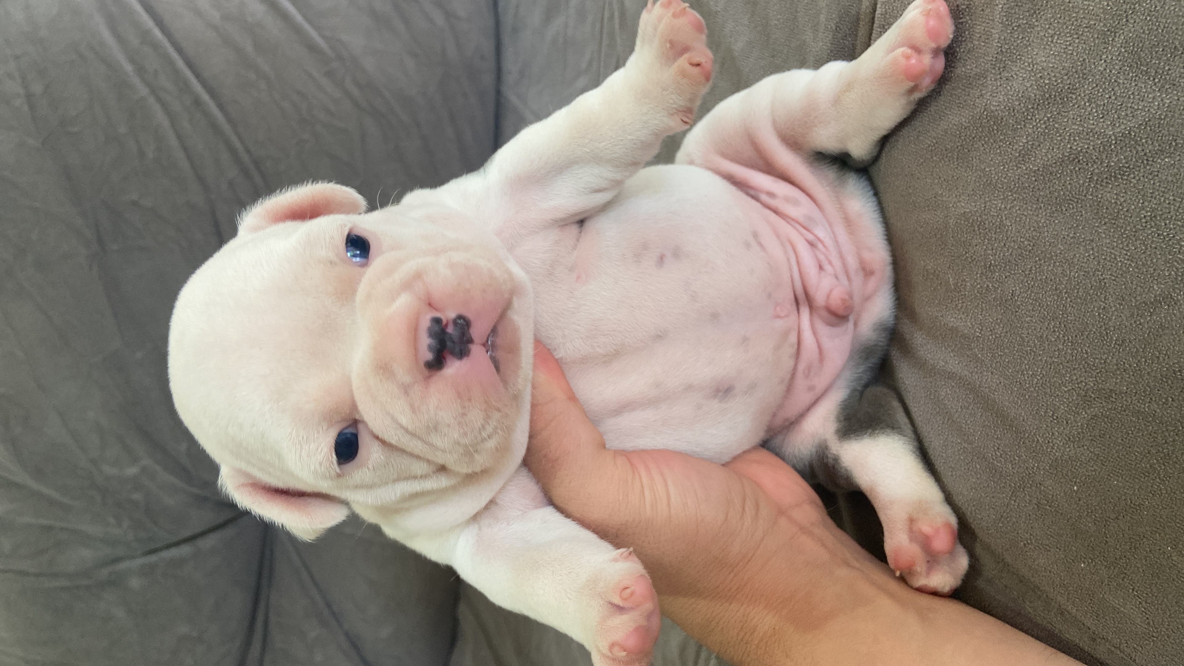 Portal Vendocão Bulldog americano  Mandaguaçu 