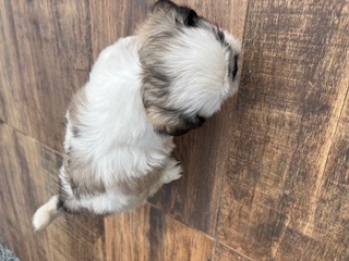 Portal Vendocão Filhotes machinhos prontos para entrega BARRA VELHA