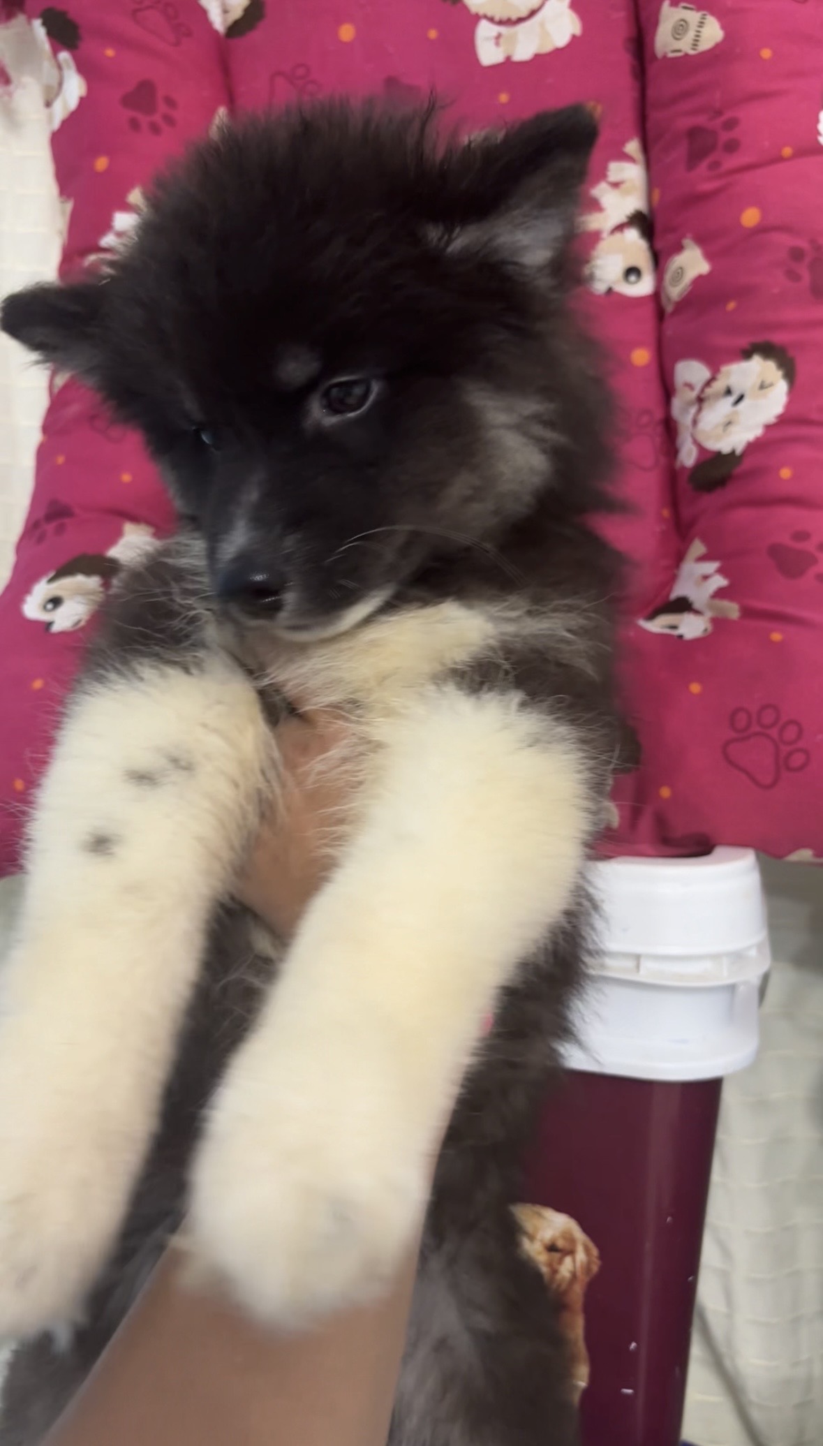 HUSKY SIBERIANO MACHO MOSTLY BLACK PEDIGREE LINHAGEM OP. SOBRACI PRMOCAO ATÉ DOMINGO 24/05 - Foto 2