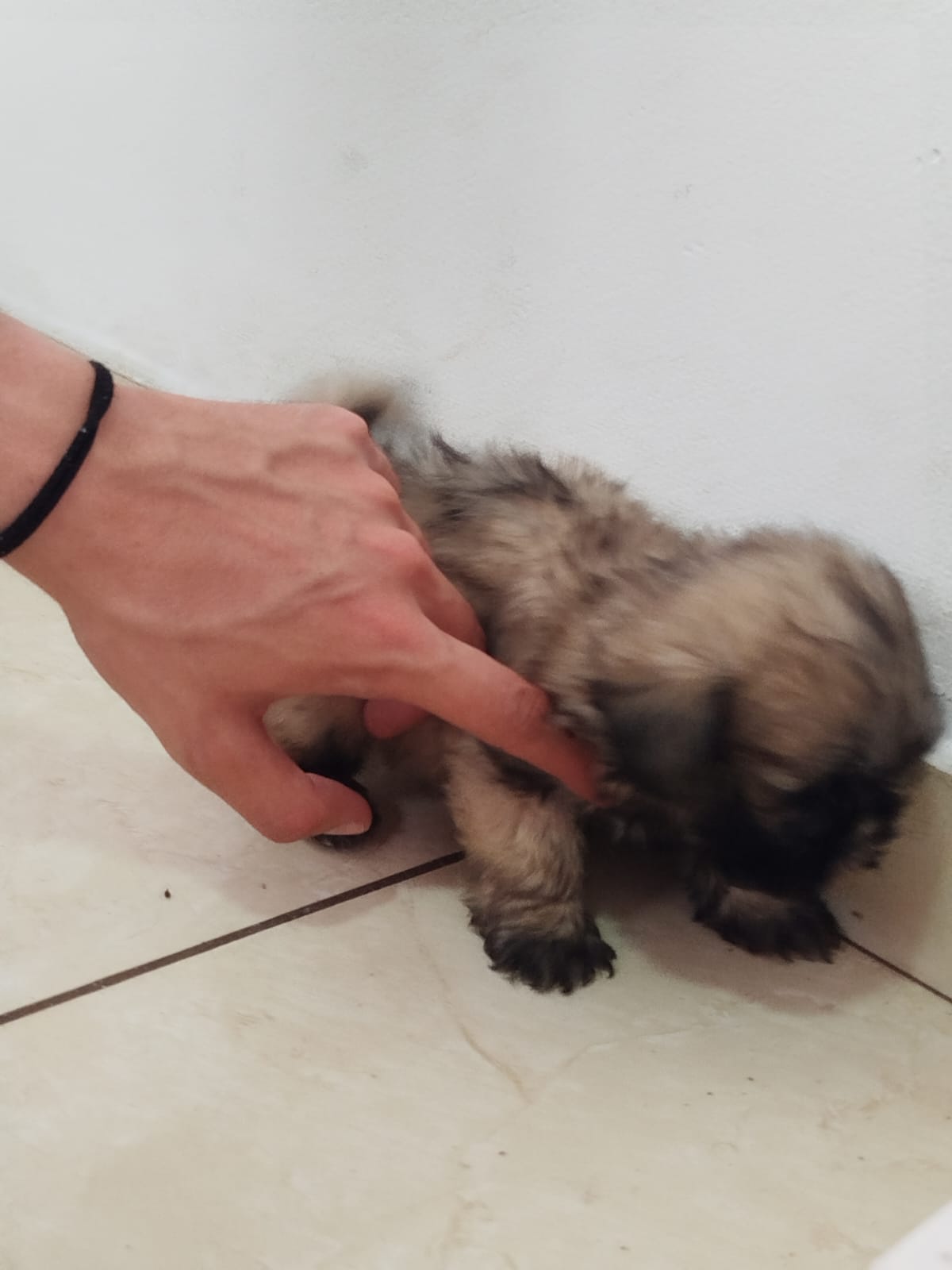 Portal Vendocão Feminha Maltês,  baby face Diadema