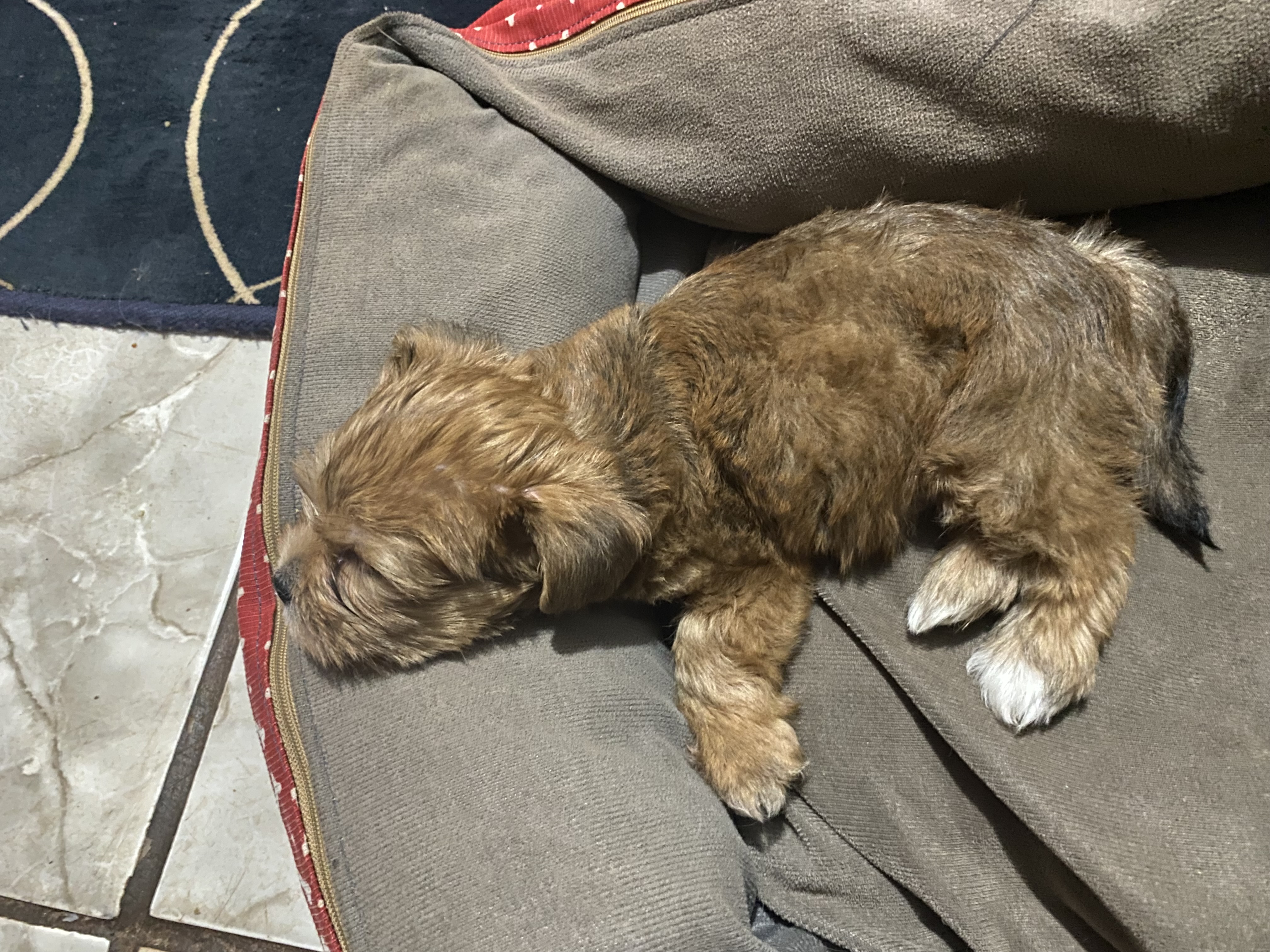 Portal Vendocão Vendo Lhasa Apso Uberlândia 