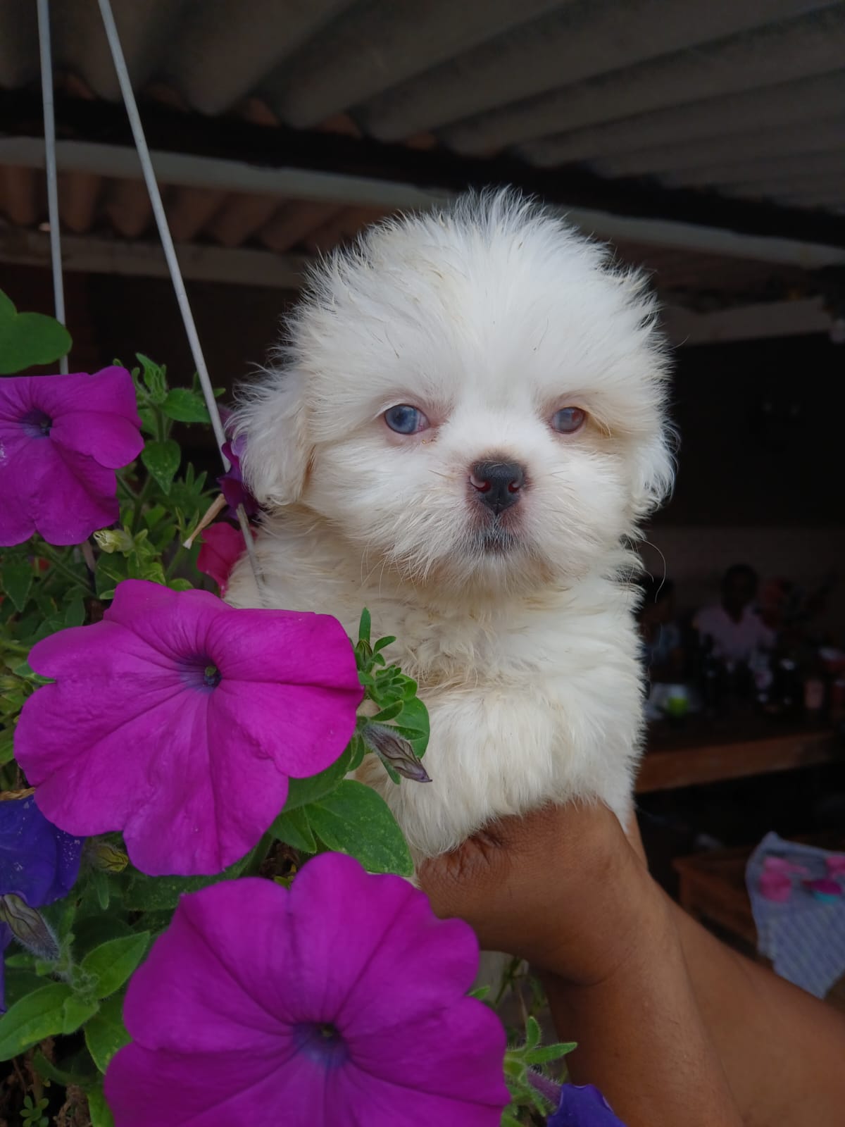 Portal Vendocão Shih Tzu fêmea São João Del Rei