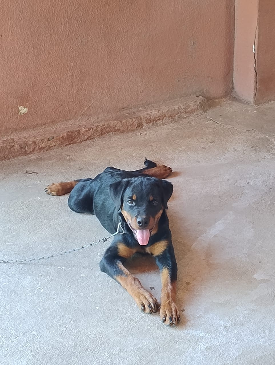 Portal Vendocão Rottweiler fêmea  Teresina