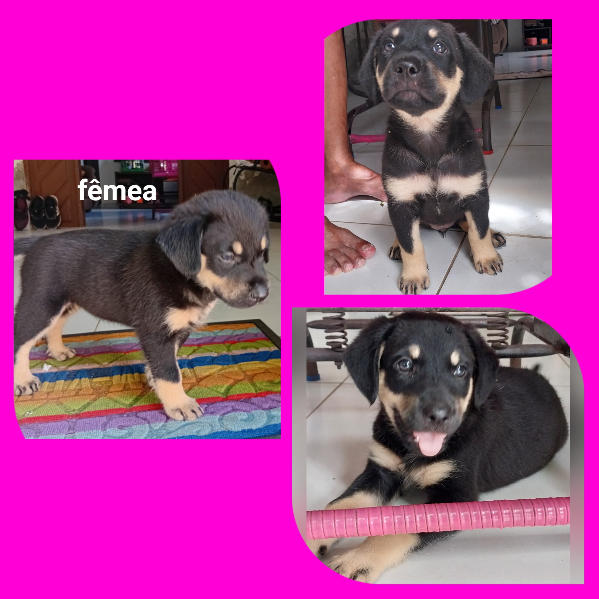 Portal Vendocão Lindos filhotes  São Gonçalo do amarante 