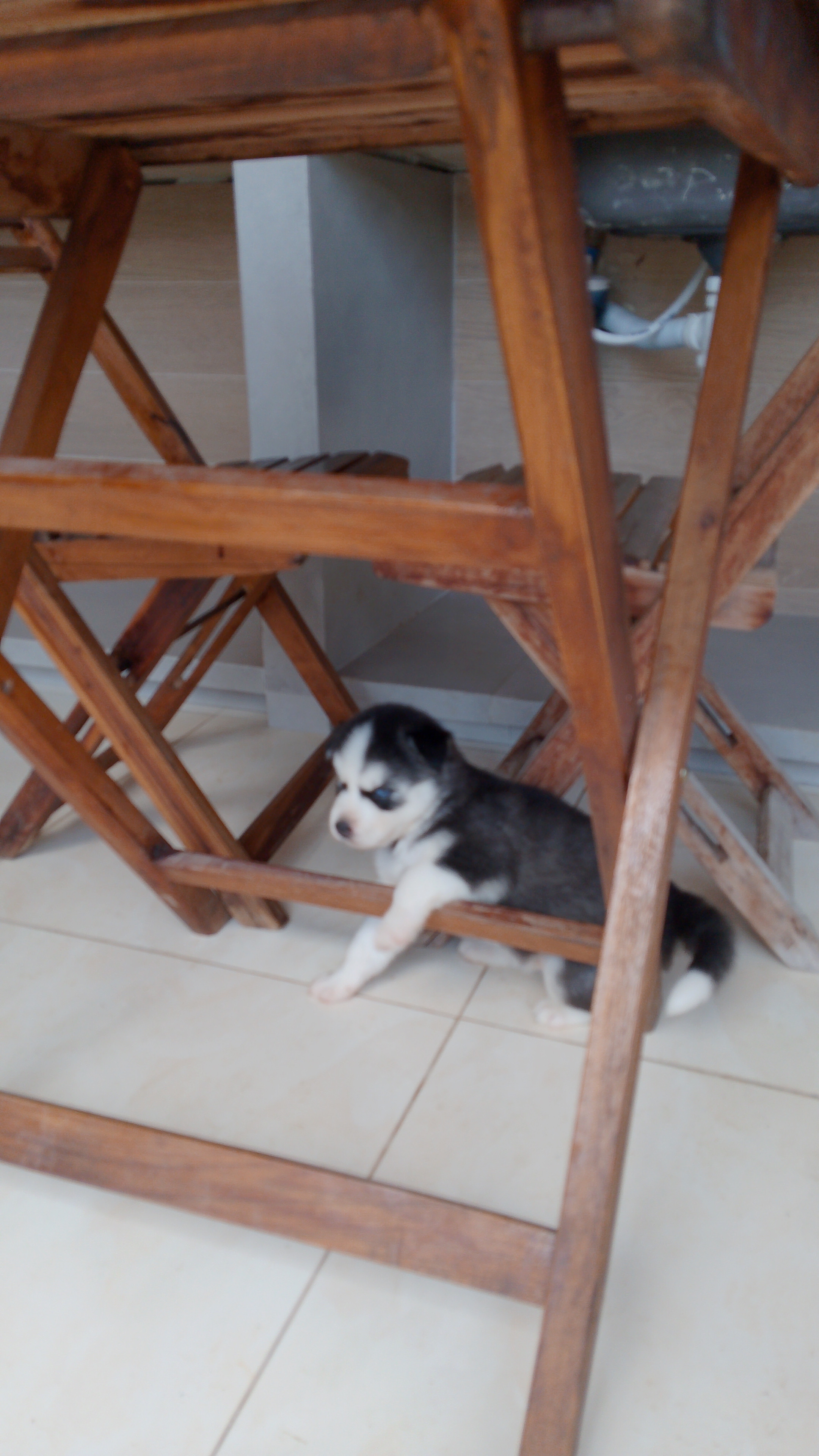Portal Vendocão Lindos husky siberiano  Recife