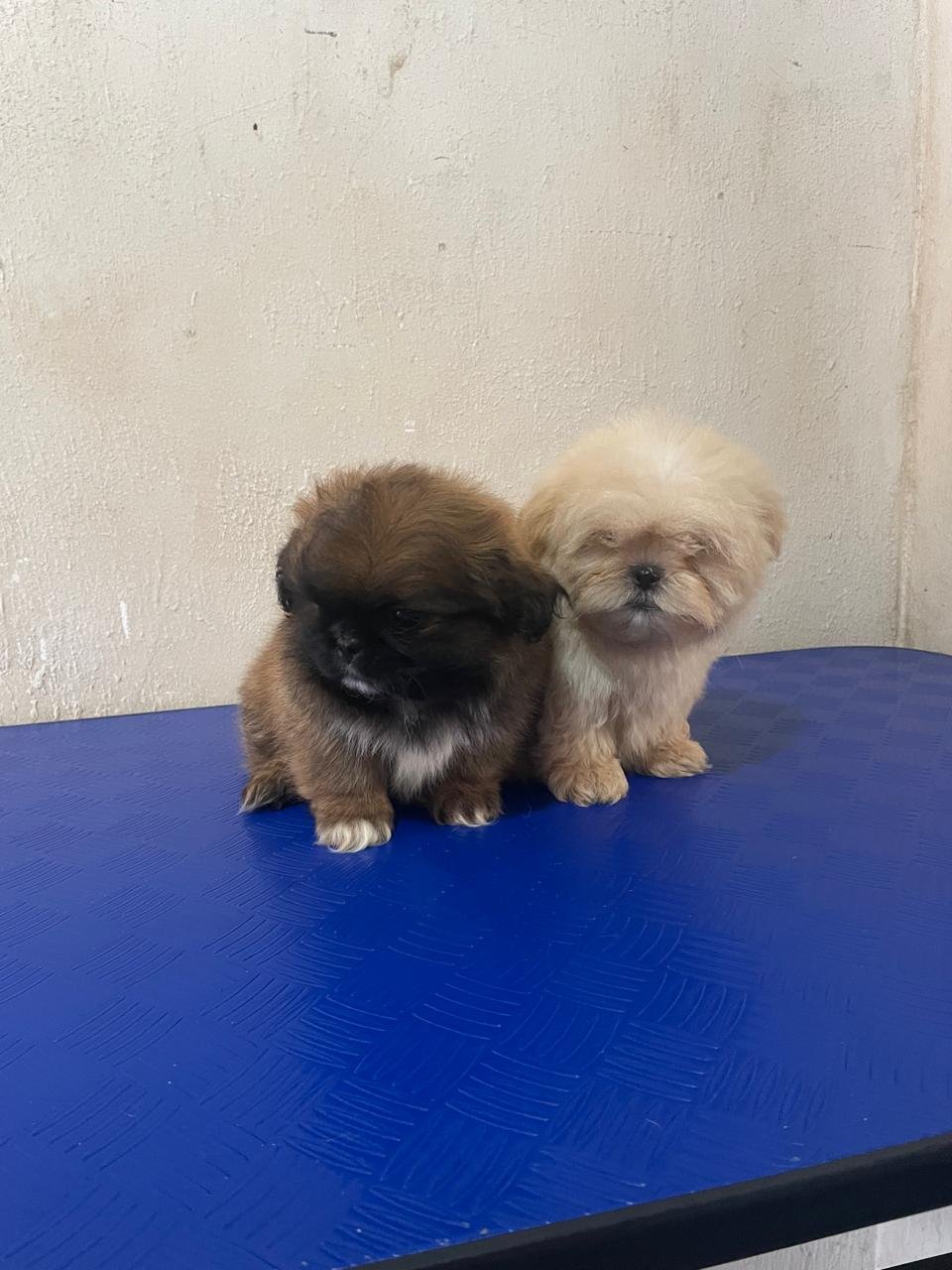 🐶 Filhotes de Shih Tzu Disponíveis! - Foto 3