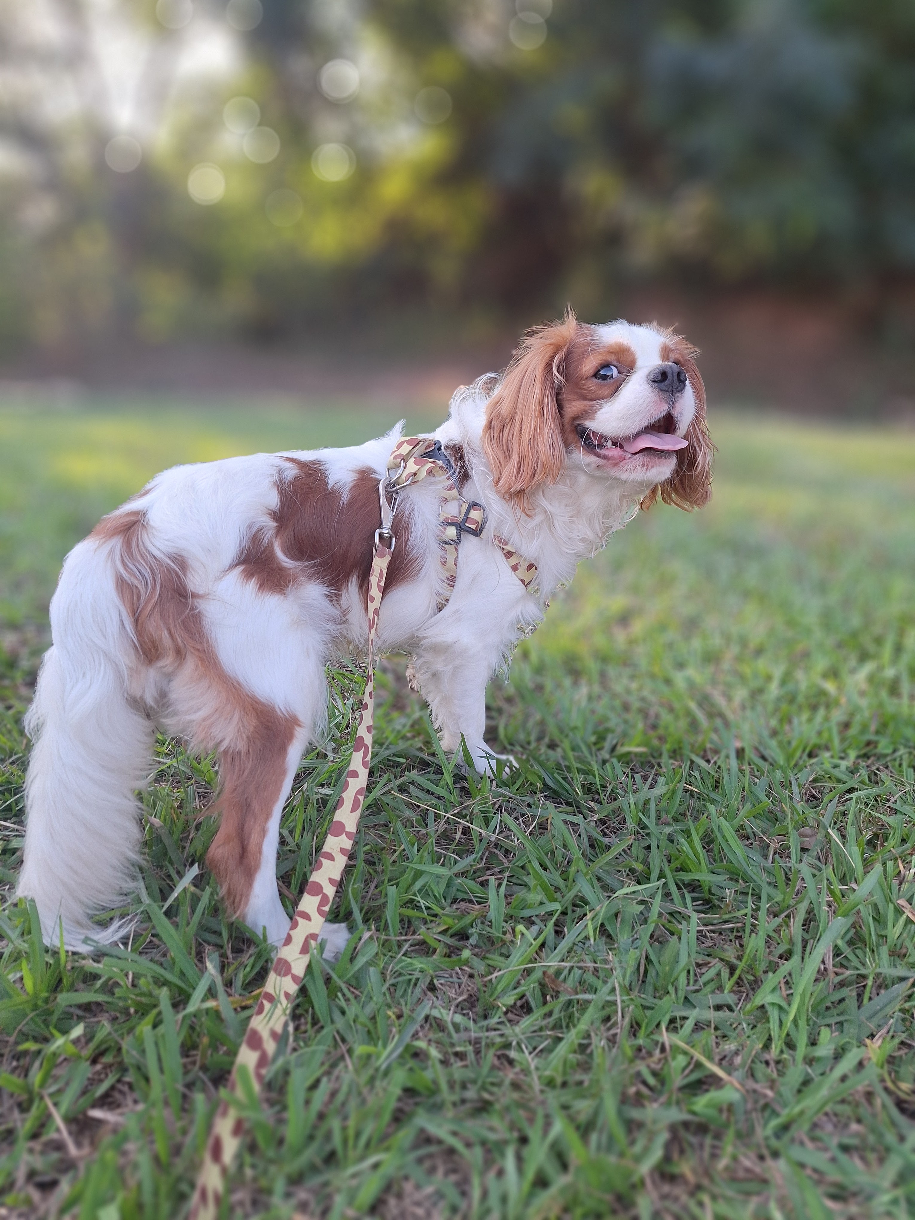 filhotes de Cavalier King Charles Spaniel Ipatinga