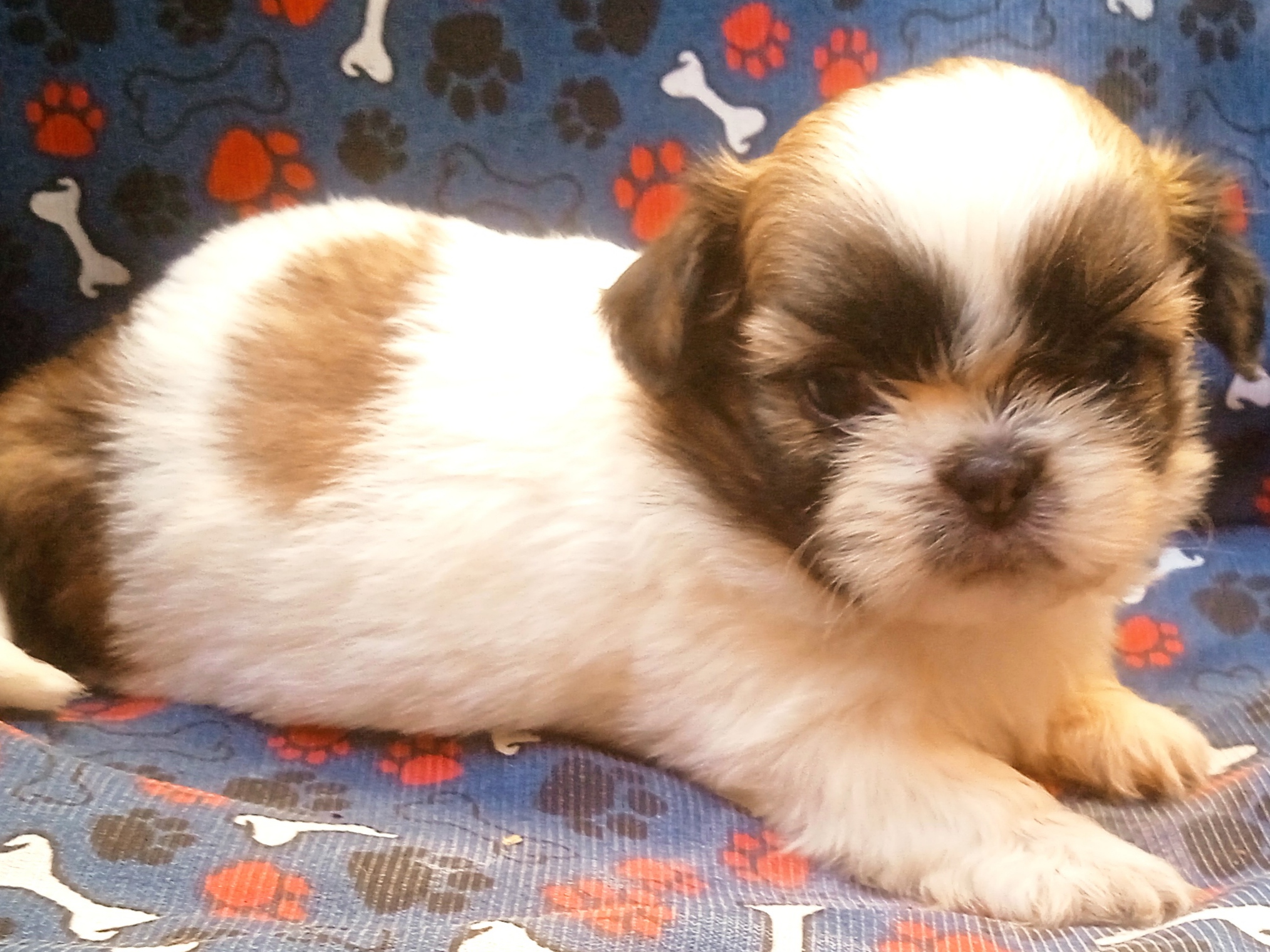 Cachorro 🐶 - Foto 1