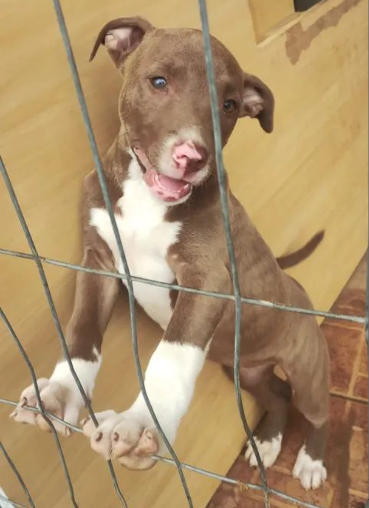 Vendo filhote Pitbull  - Foto 1