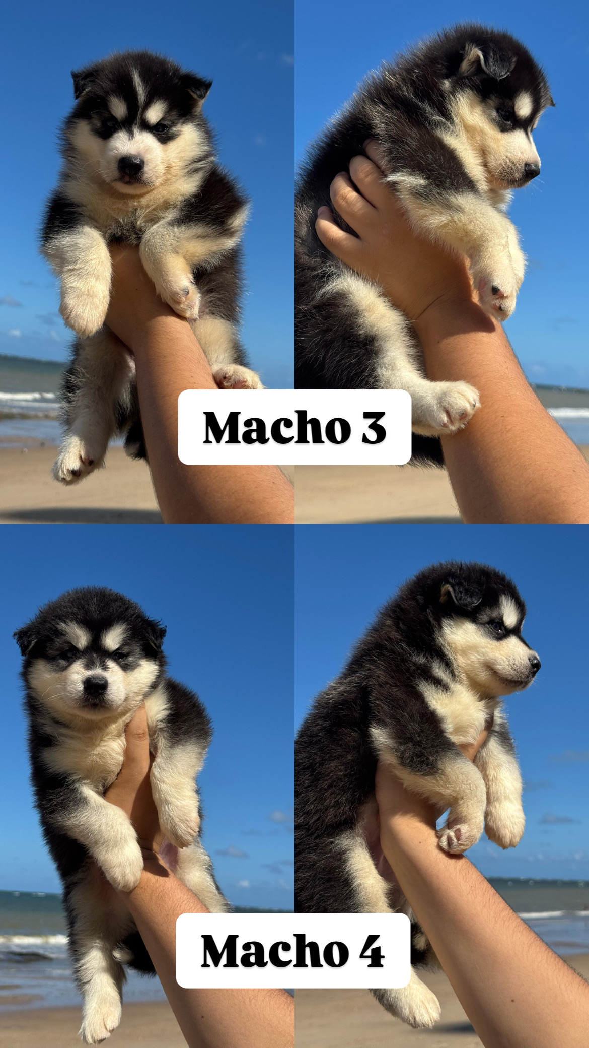 Portal Vendocão Filhotes de Husky Siberiano  Jaboatão dos Guararapes 