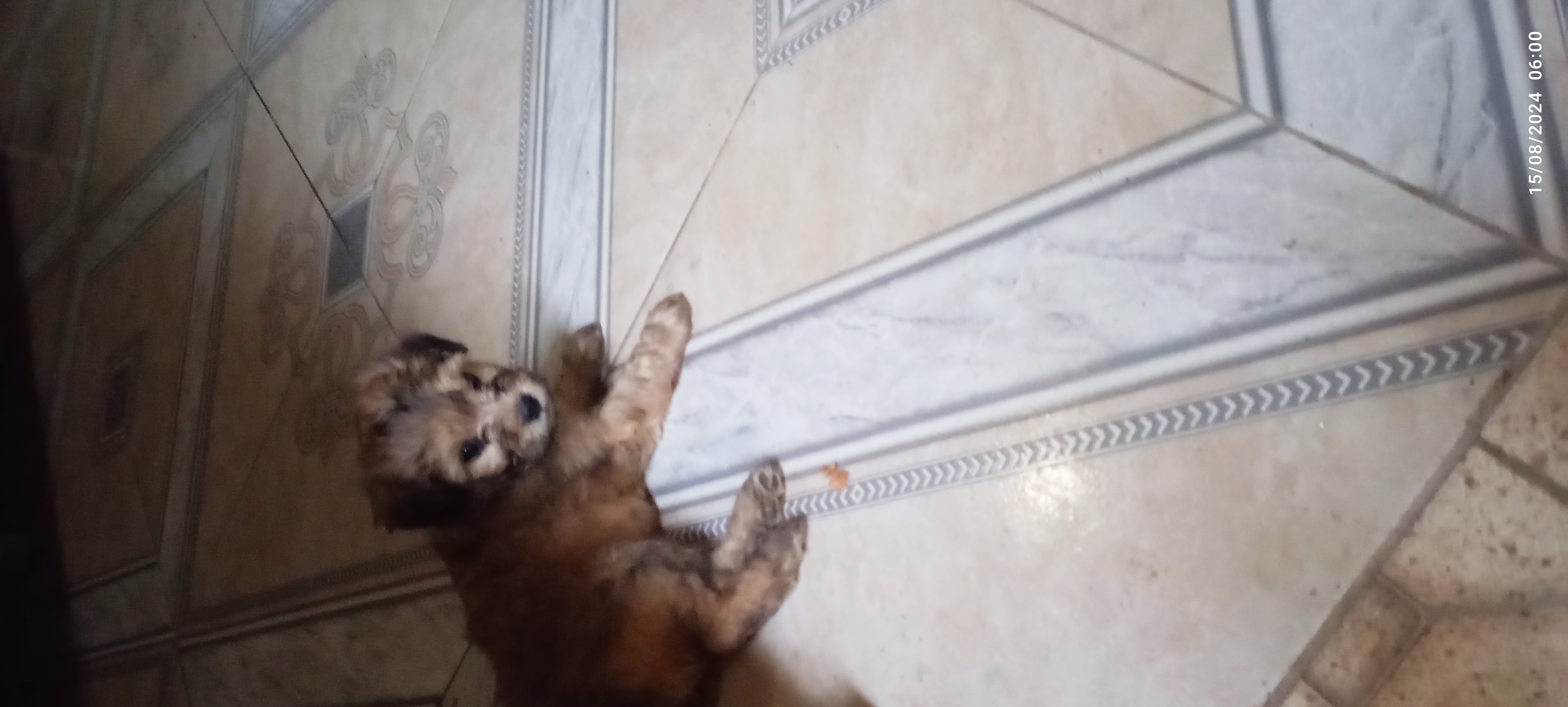 Portal Vendocão Vendo  Fortaleza 