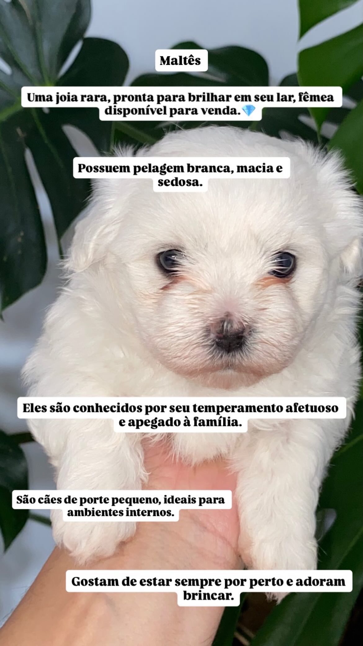 Filhote de maltês (fêmea) - Foto 1