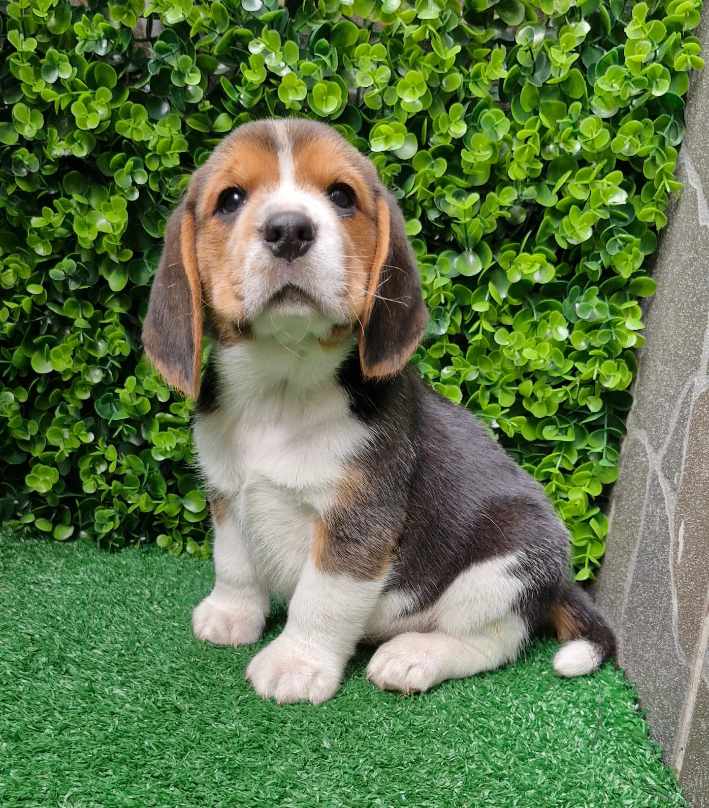 Portal Vendocão Beagle para que procura um amigo Porto Alegre 