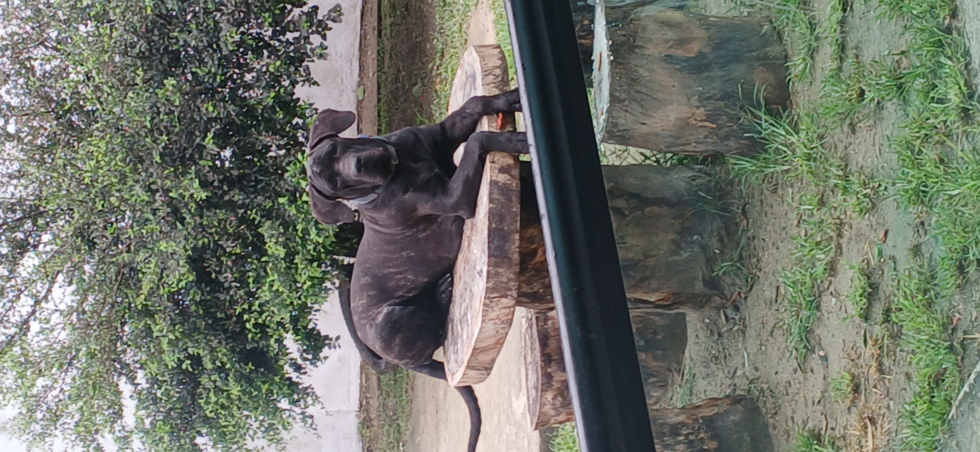 Portal Vendocão Vendo filhotes de Cane Corso com Pedigree  Niterói
