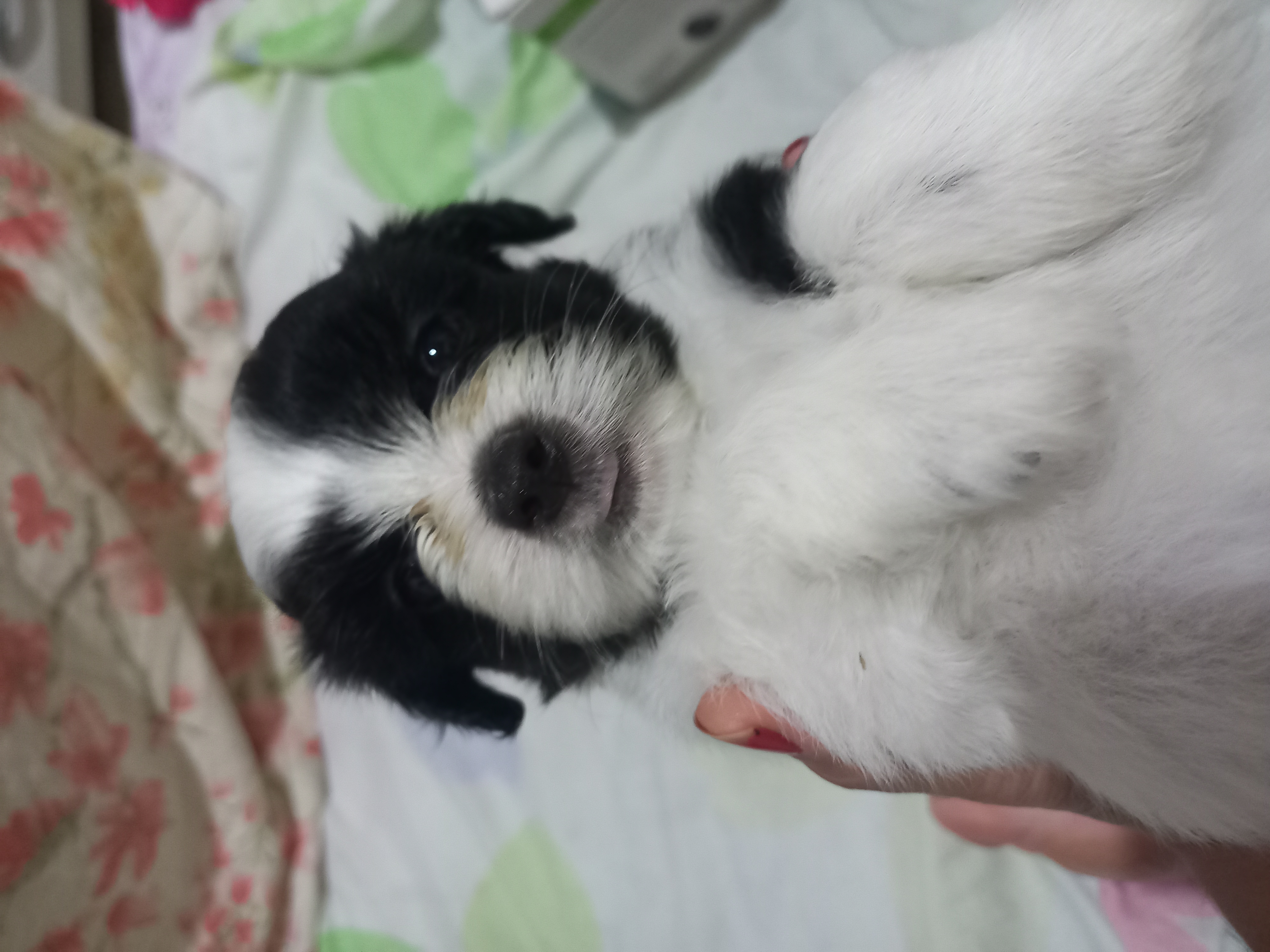 Portal Vendocão FILHOTES DE LHASA APSO PURO Paulista