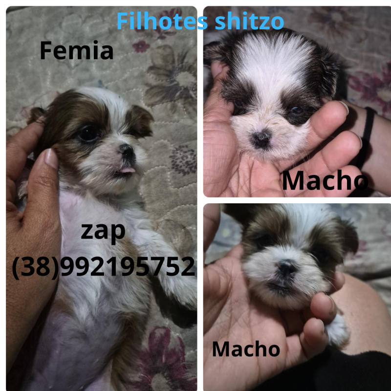 Lindos filhotes disponiveis. Já estão comendo ração.