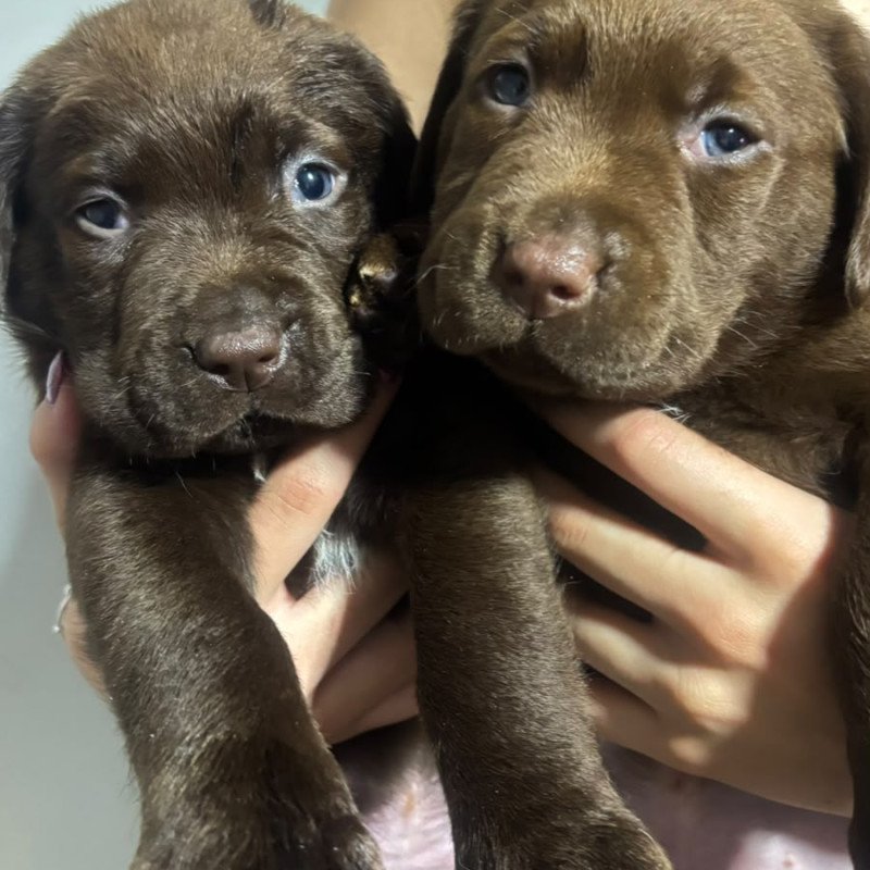 Lindos filhotes de Labrador raça 100% pura. - Foto 2