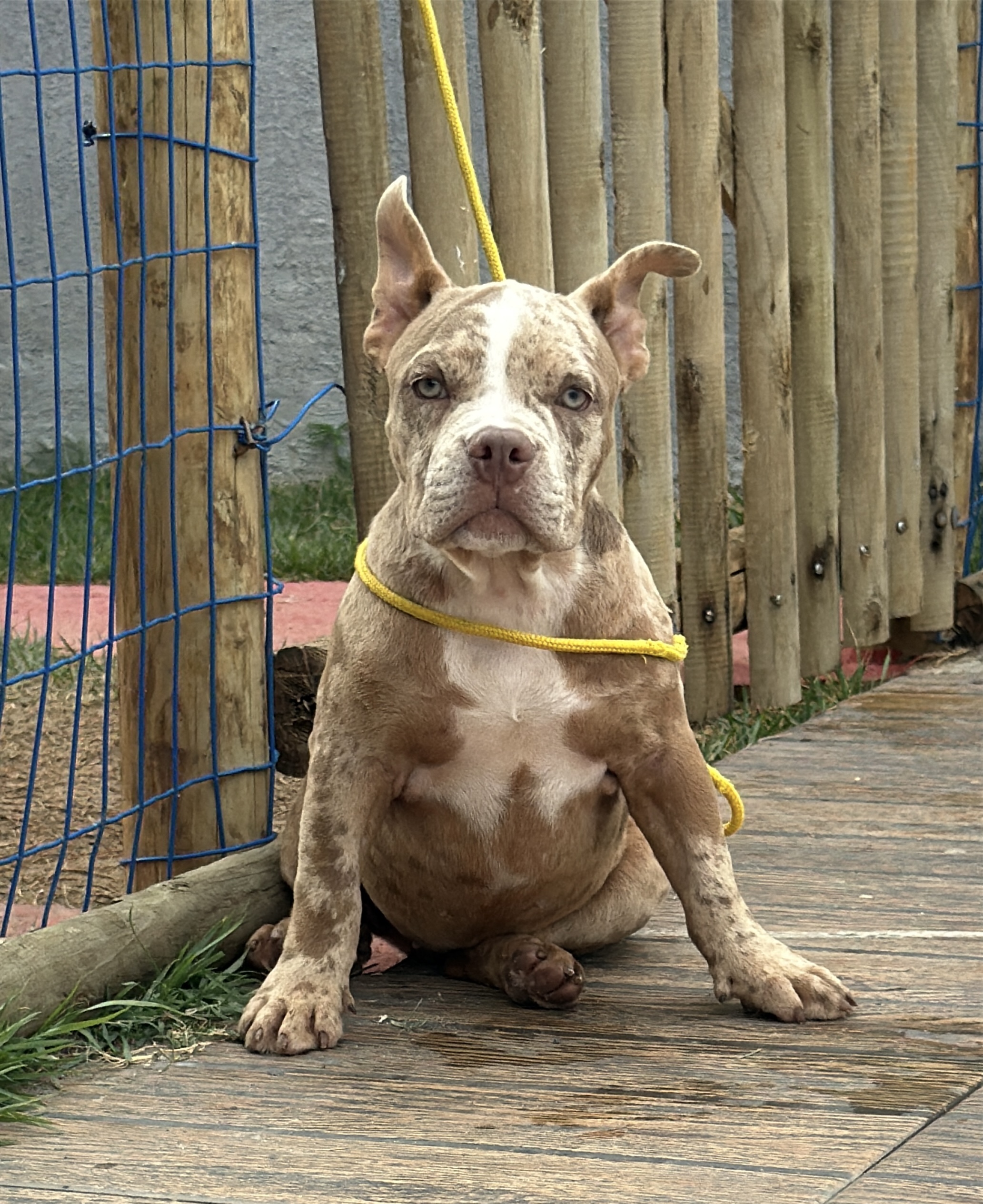 American Bully Pocket (fêmea)  - Foto 1