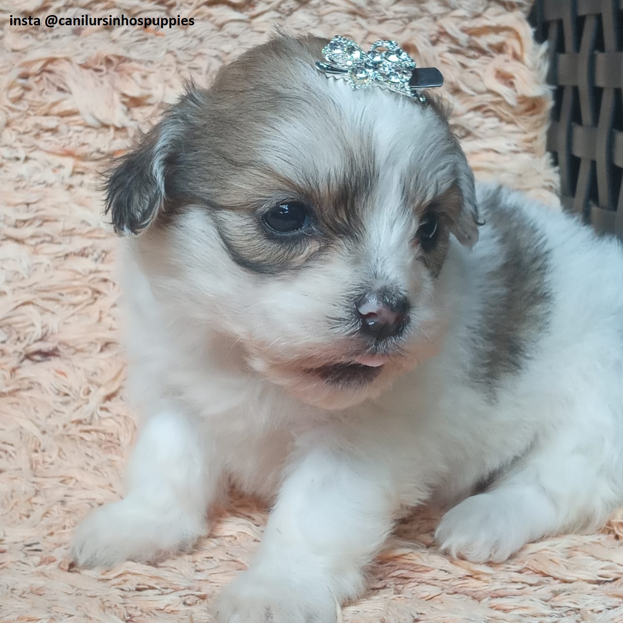 Portal Vendocão lhasa apso filhotes pronta entrega #canilursinhospuppies  são paulo 