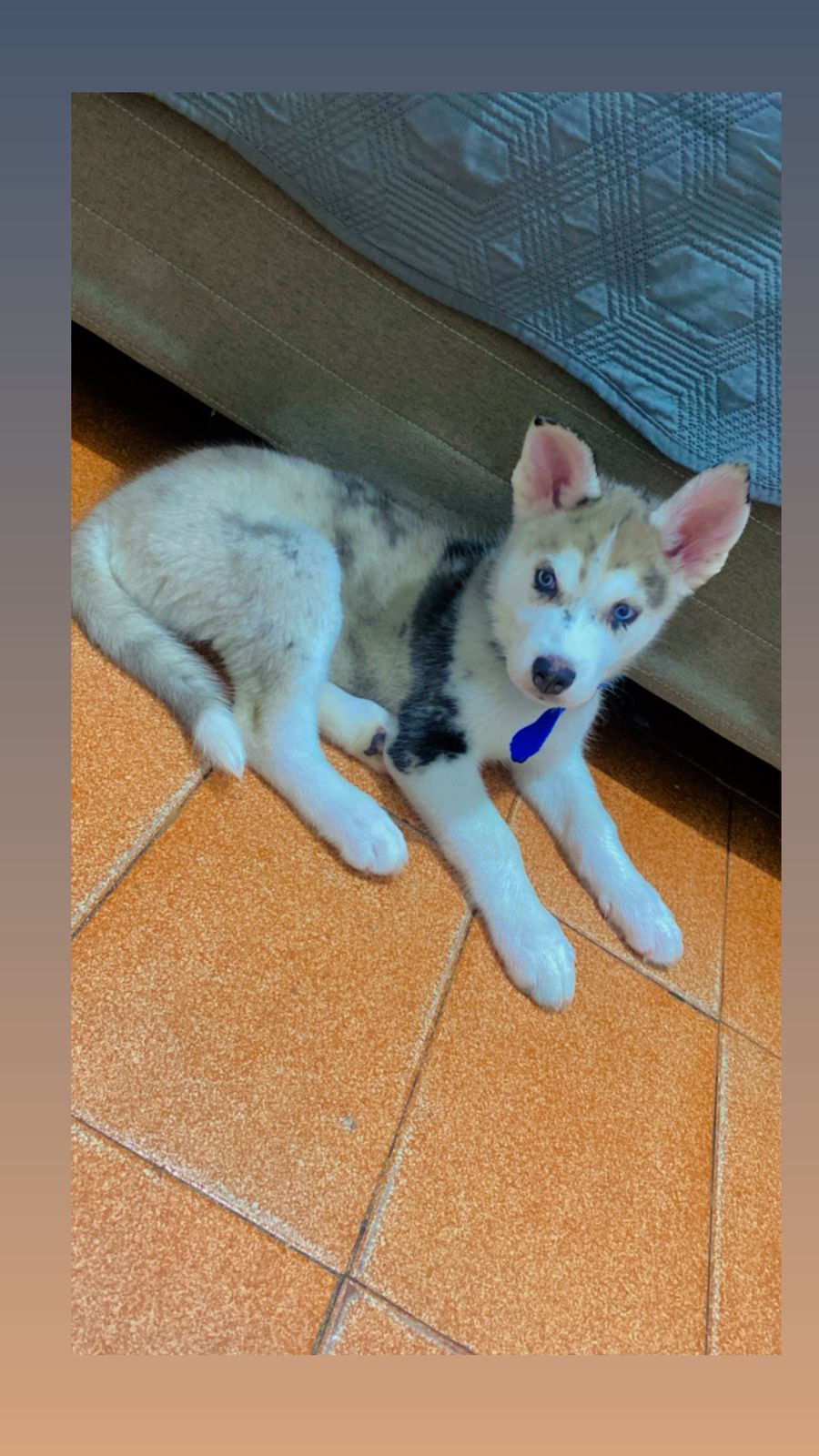 Portal Vendocão Filhote de husky siberiano Manaus