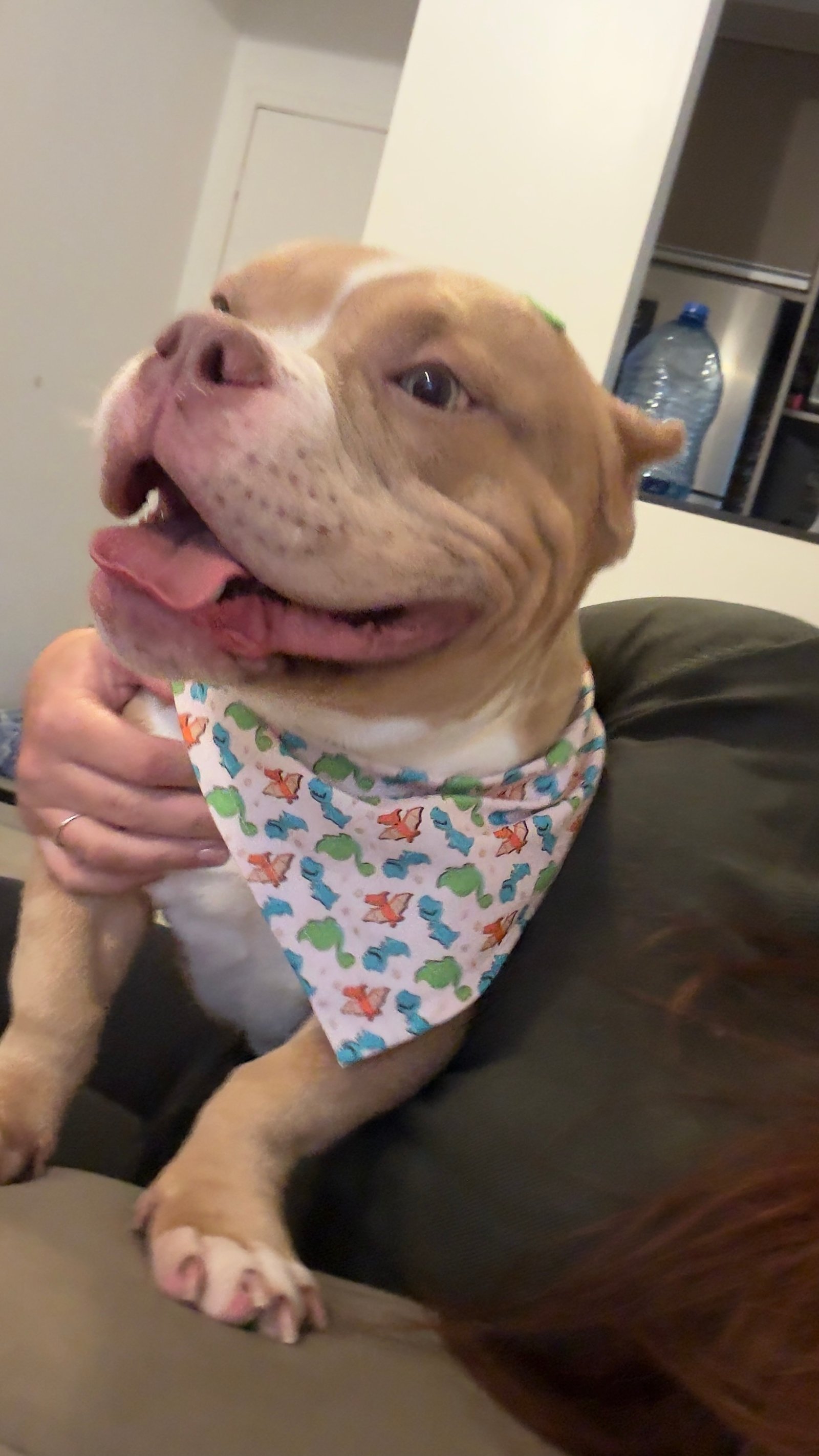 Americanbully exoticbully 8meses - Foto 2