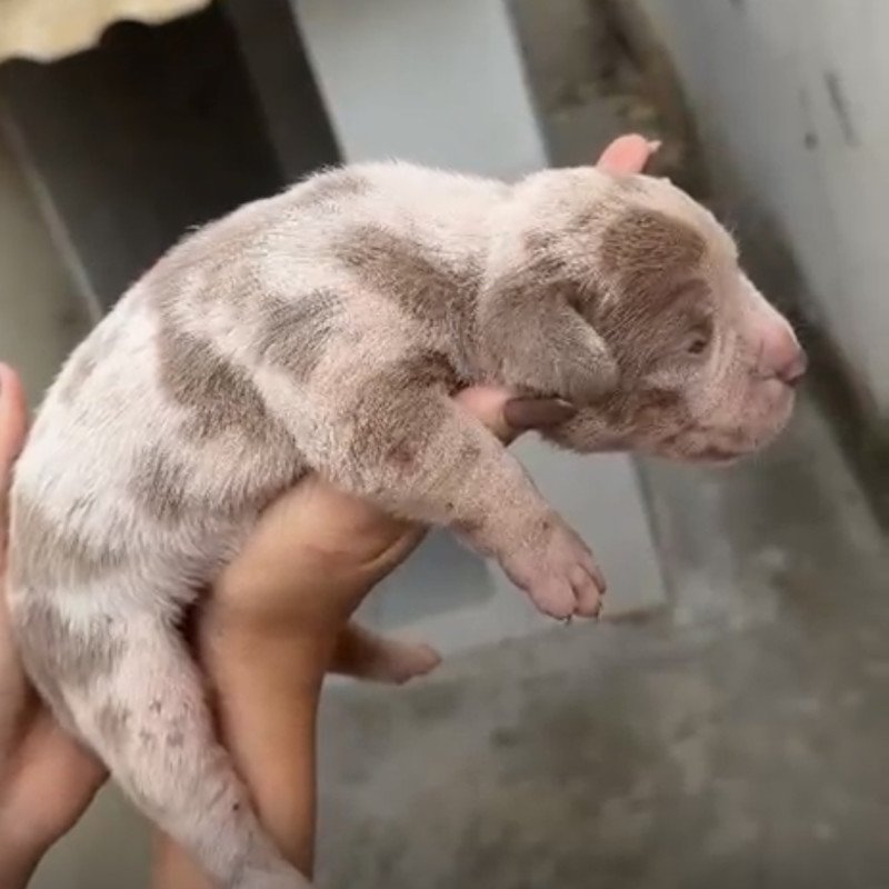 Pitbull - Foto 3