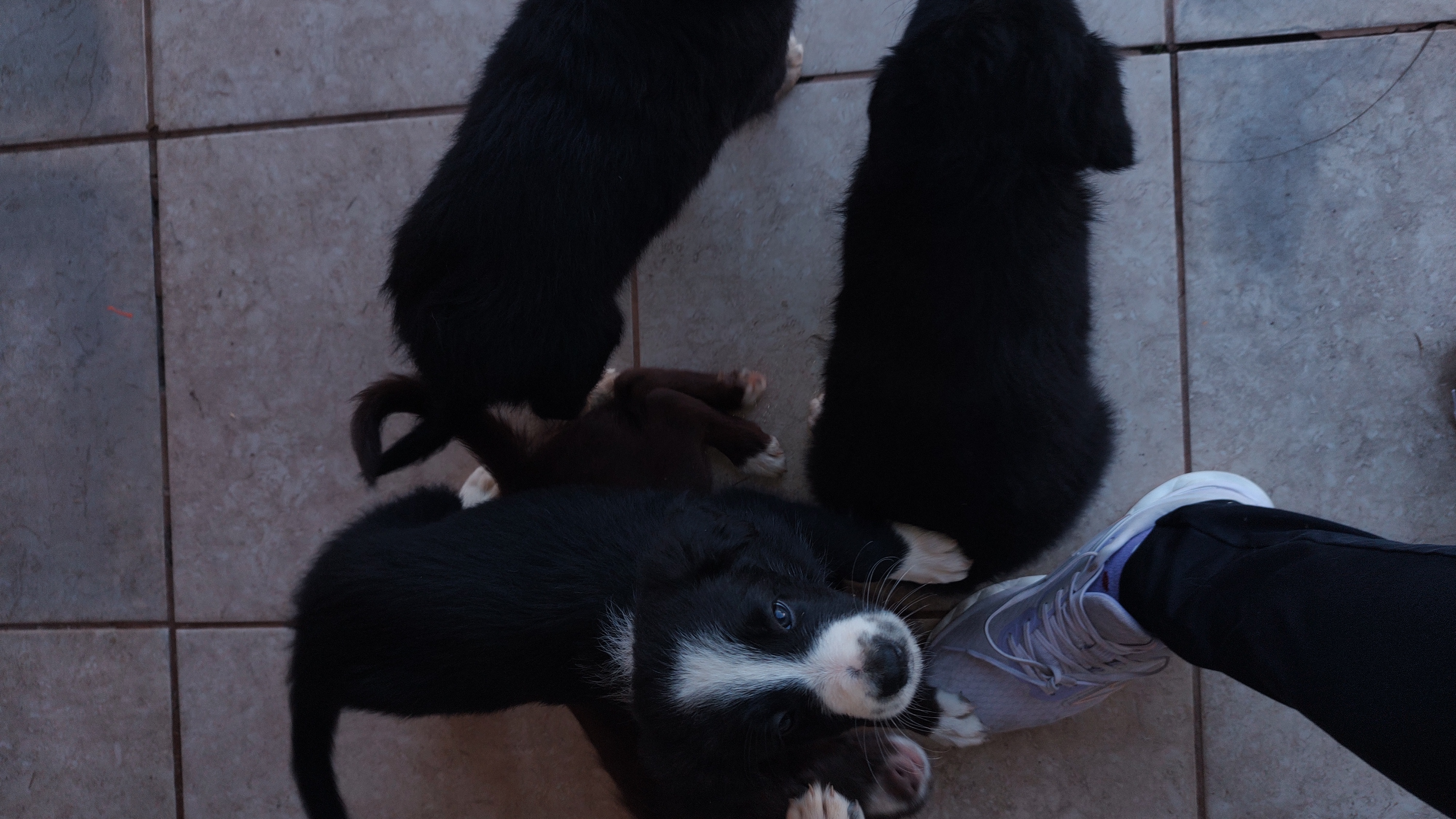 Vendo Boder collie  - Foto 4