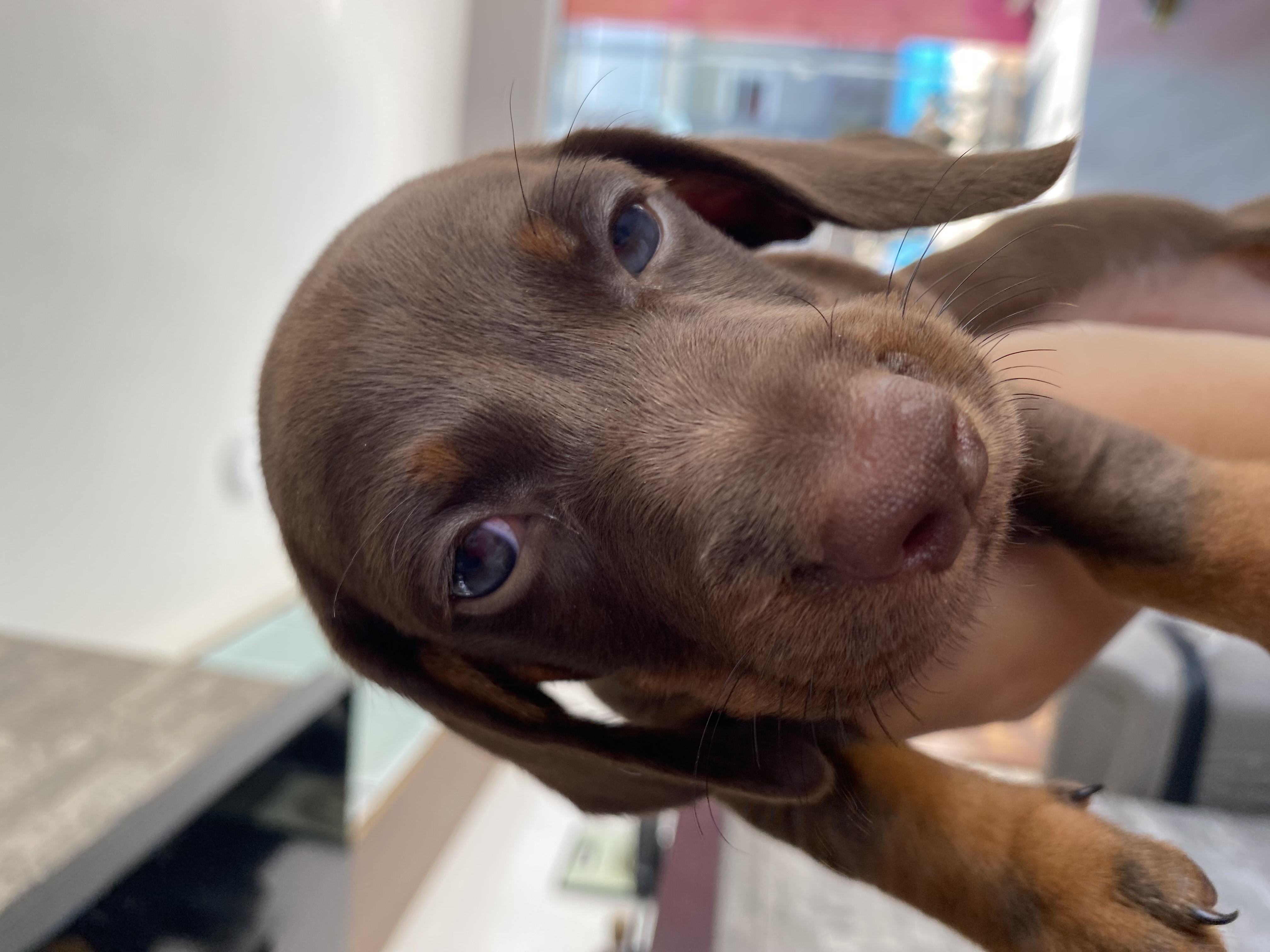 Portal Vendocão Filhotes de Dachshund (salsichas) Imbé RS