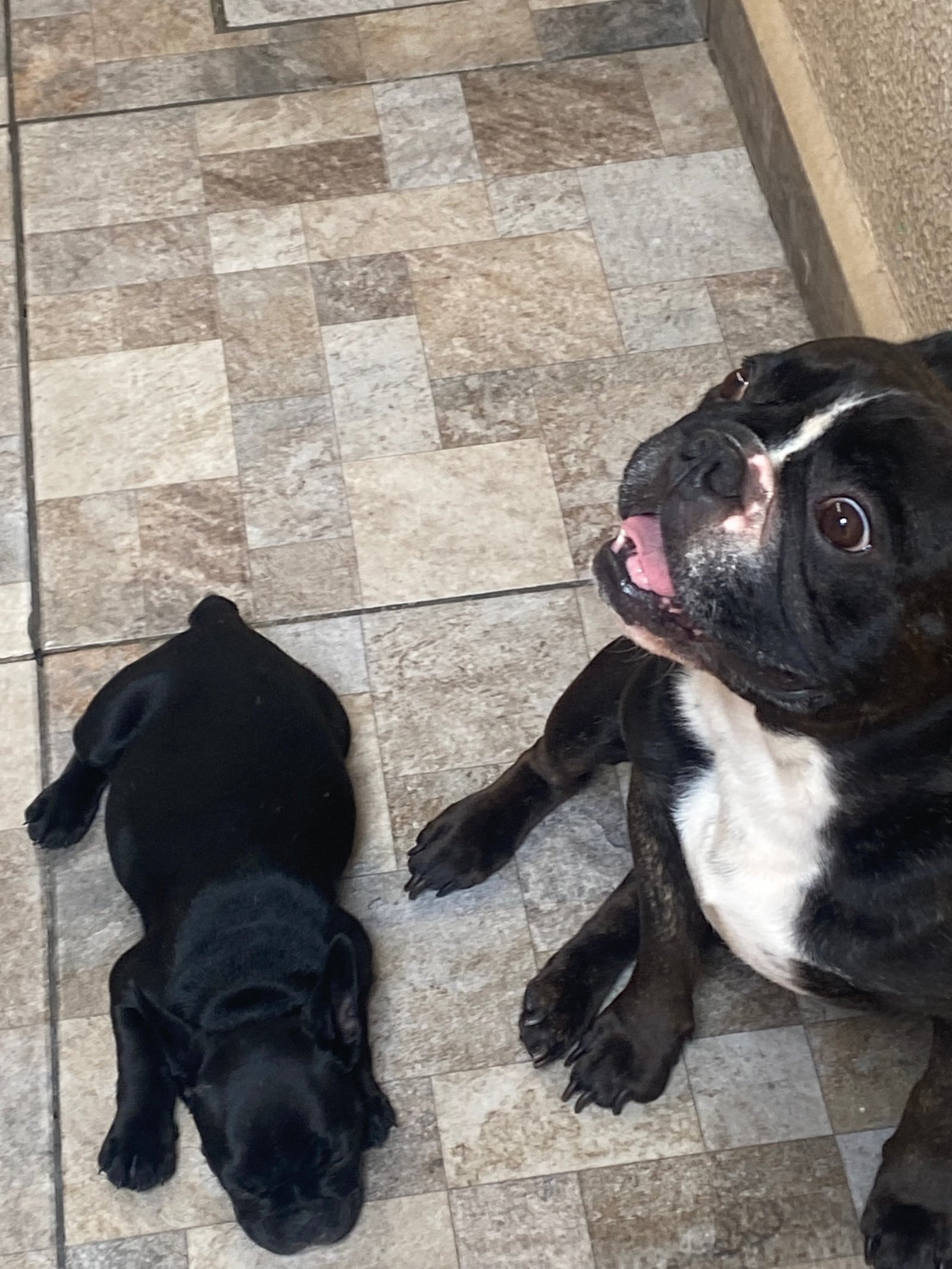 Buldogue francês  - Foto 1