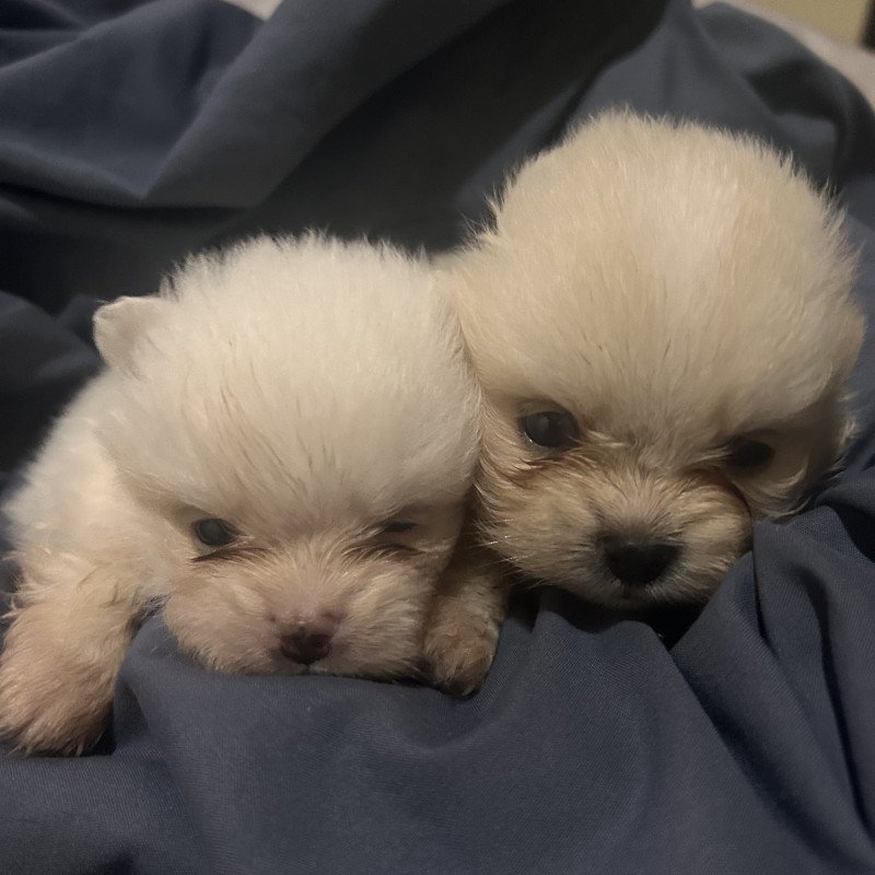 Dois lindos filhotes macho e fêmea - Foto 5