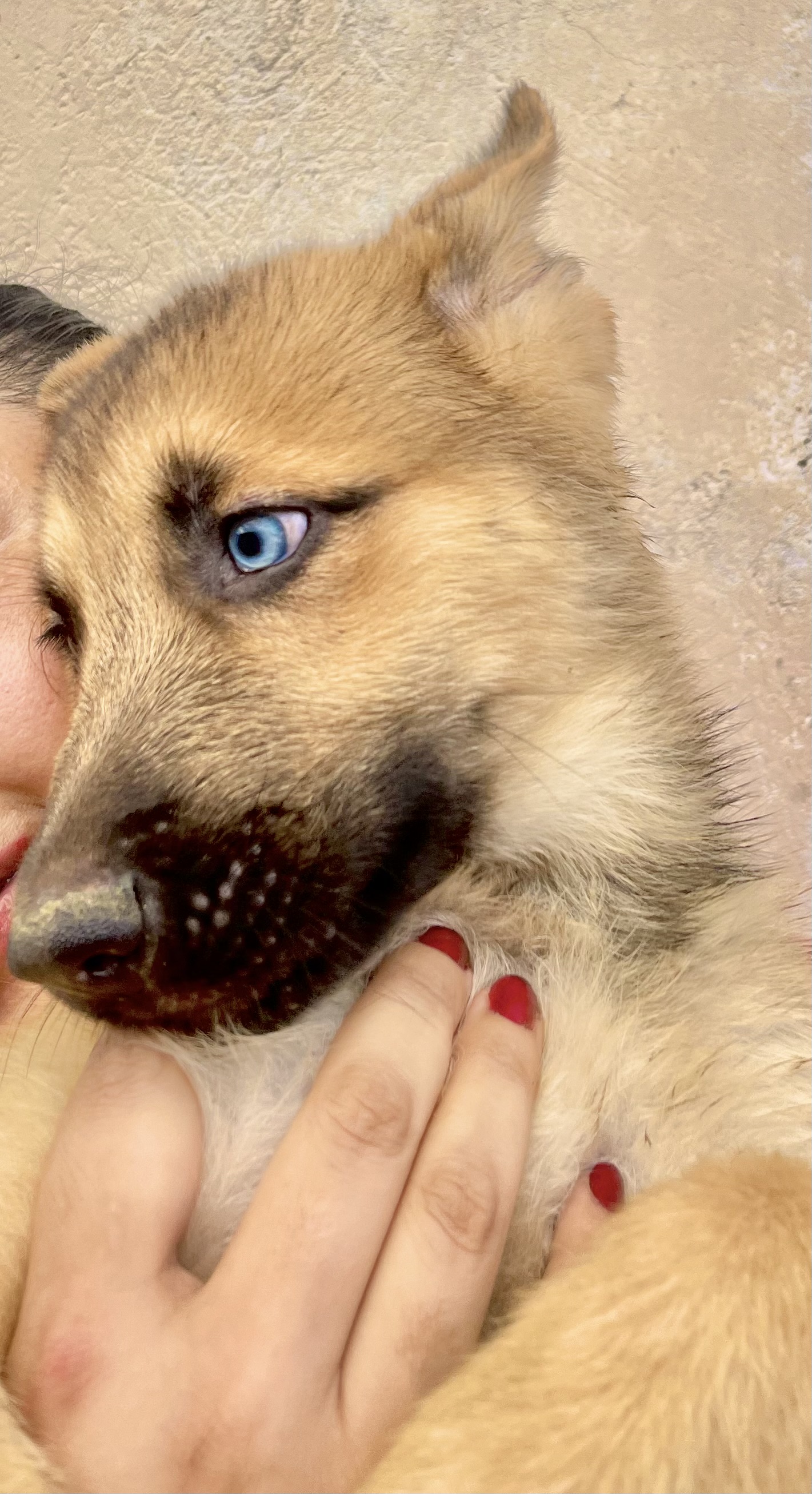 Portal Vendocão Filhotes de Shepsky - Mistura de Husky Siberiano e Pastor Alemão Puro! Biguaçu
