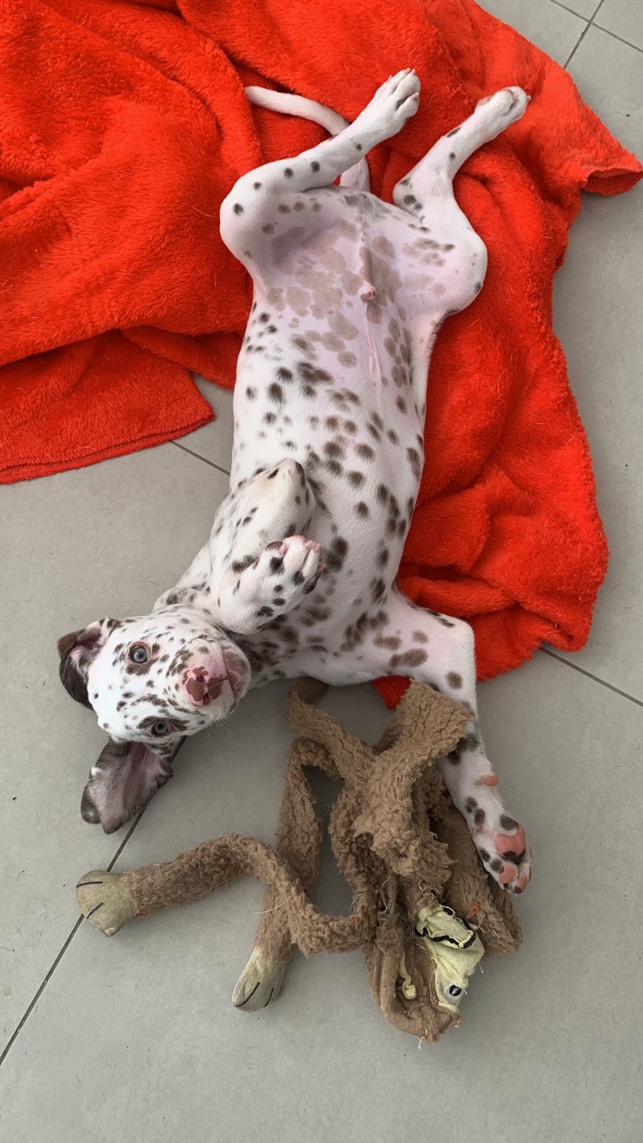 Portal Vendocão Dálmata filhote macho com todas as vacinas já pagas João Pessoa