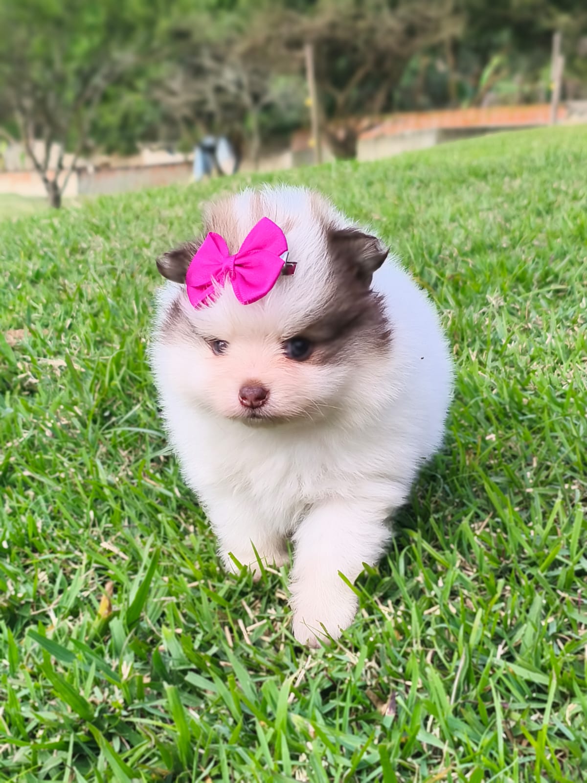 Portal Vendocão Lindos filhotes de Spitz alemão  Sorocaba