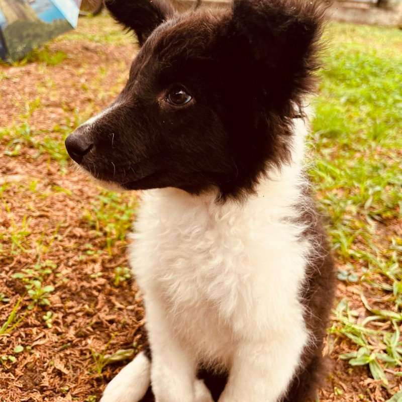 Border collie filhote