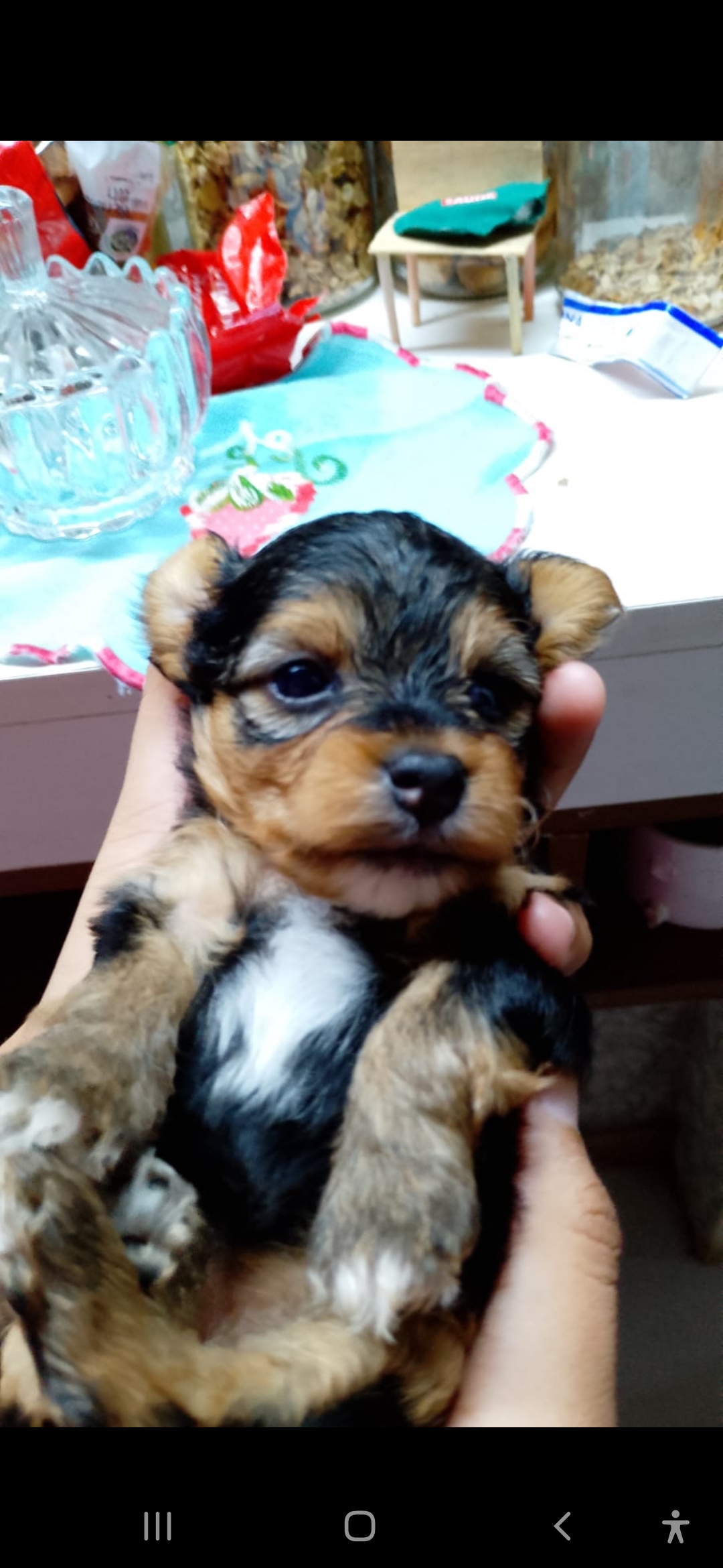 Portal Vendocão Filhotes de yorkshire terrier  Niteroi