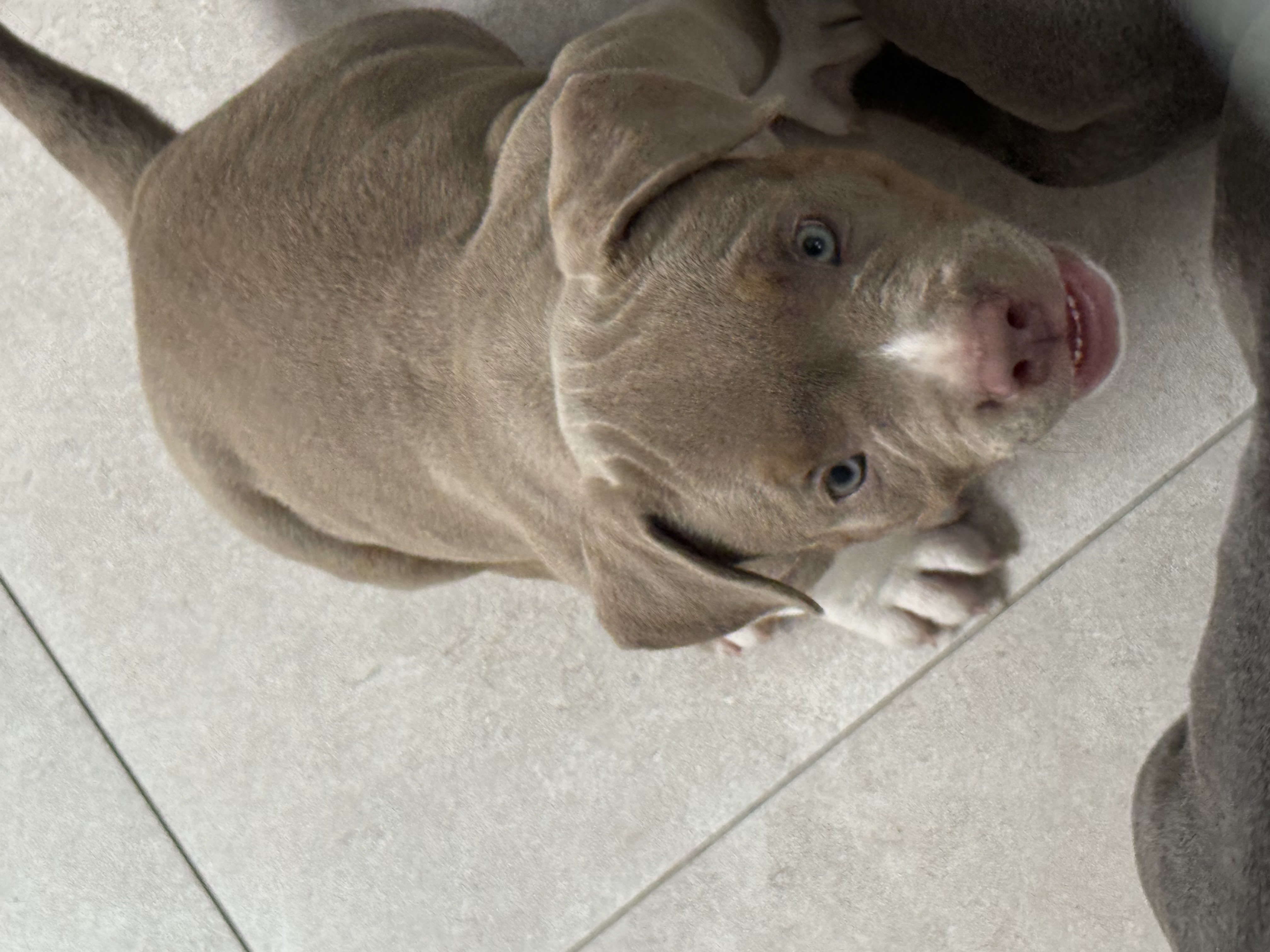 Portal Vendocão American Bully com Pedigree Rio de Janeiro