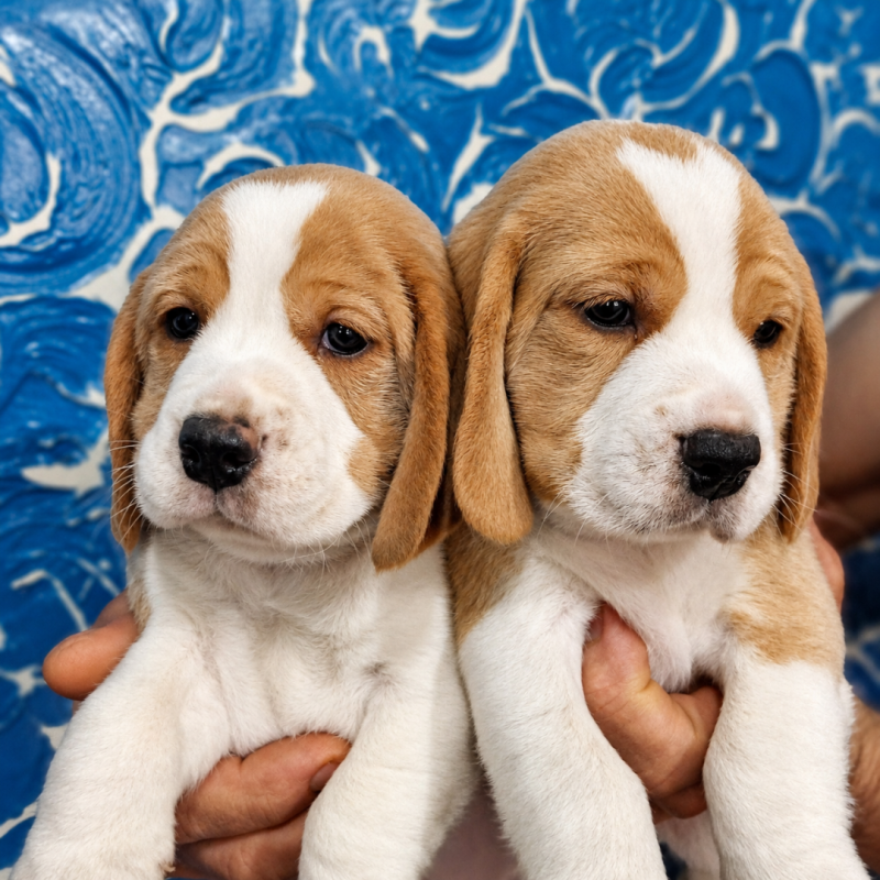 Lindo filhote de Beagle - Foto 3